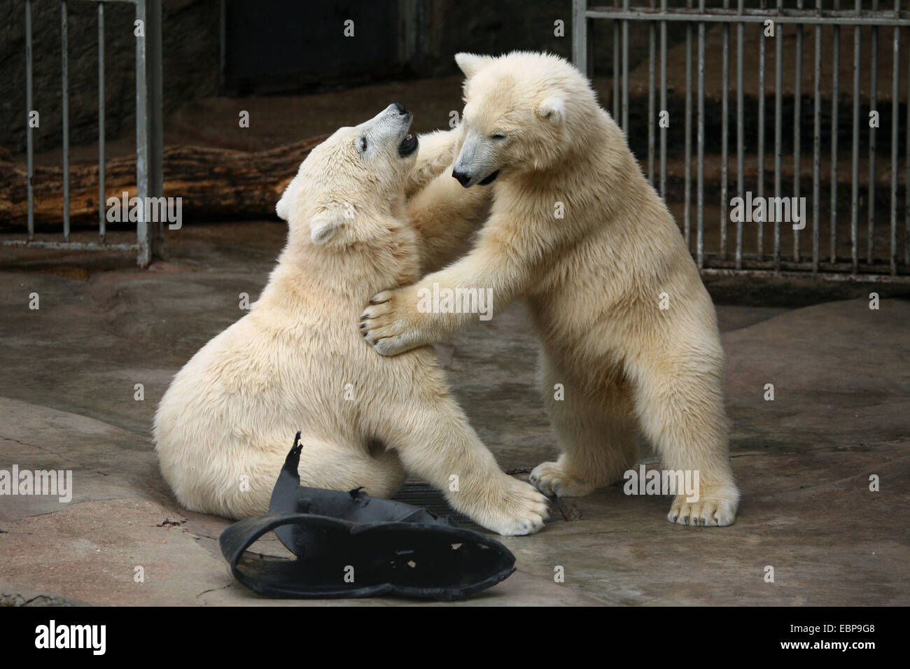 Zwei jungen Eisbären (Ursus Maritimus) spielen im Schönbrunn Zoo in Wien, Österreich. Stockfoto