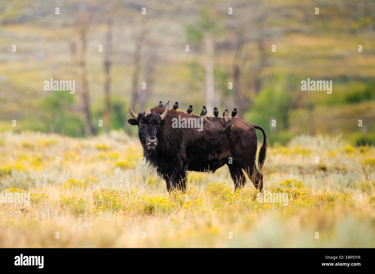 Wilden Bison Herde von Lamar Valley, Yellowstone-Nationalpark Stockfoto