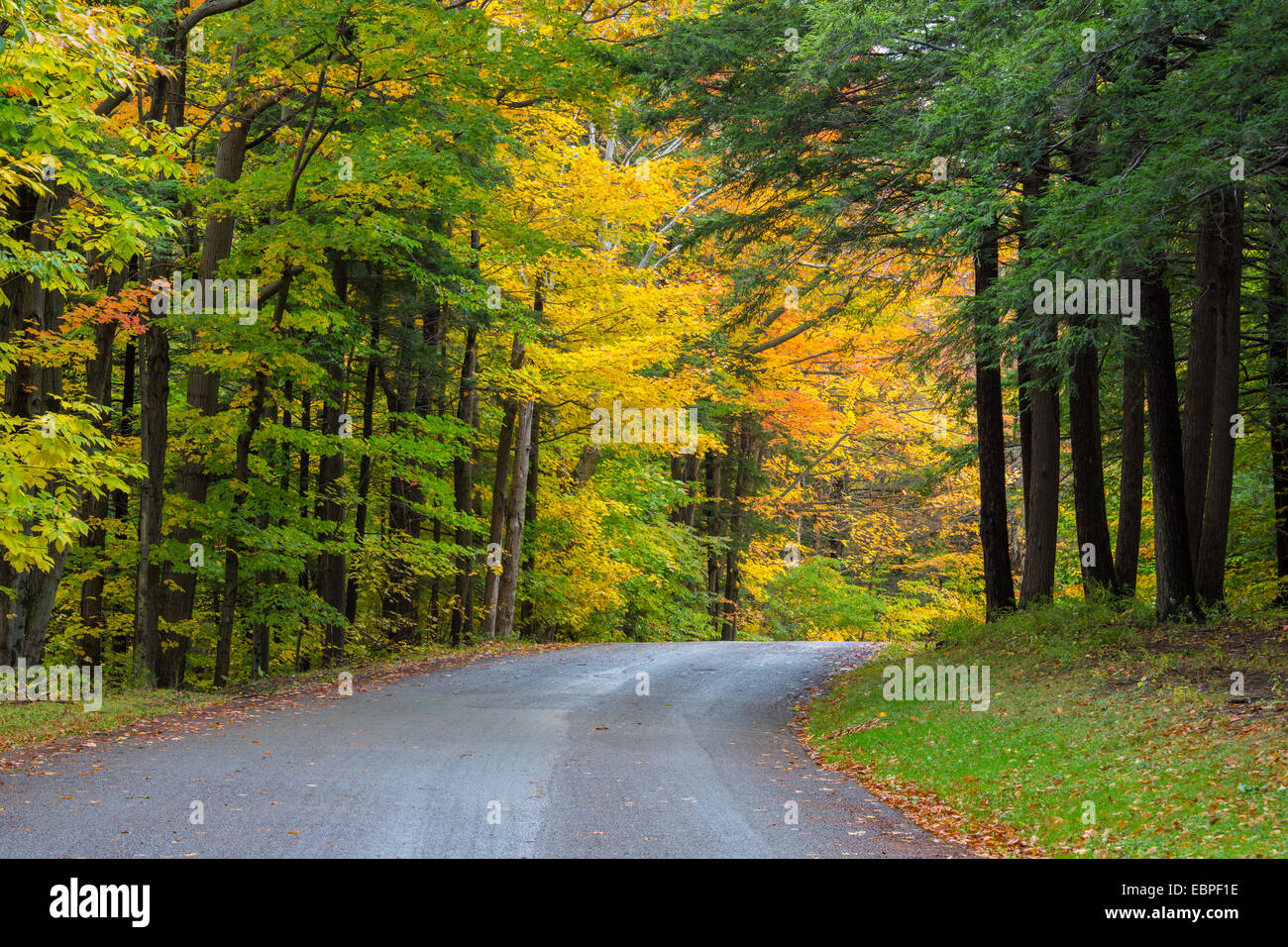 Straße, biegen aber Herbstfarben in Wäldern in Chestnut Ridge Park im Bundesstaat New York Stockfoto