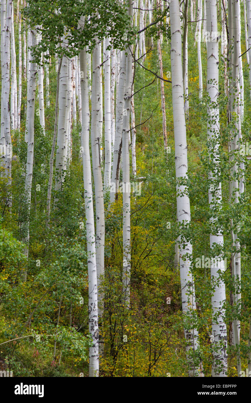 Espe Bäume entlang Route 82 in der Nähe von Aspen in den Rocky Mountains in Colorado Central Stockfoto