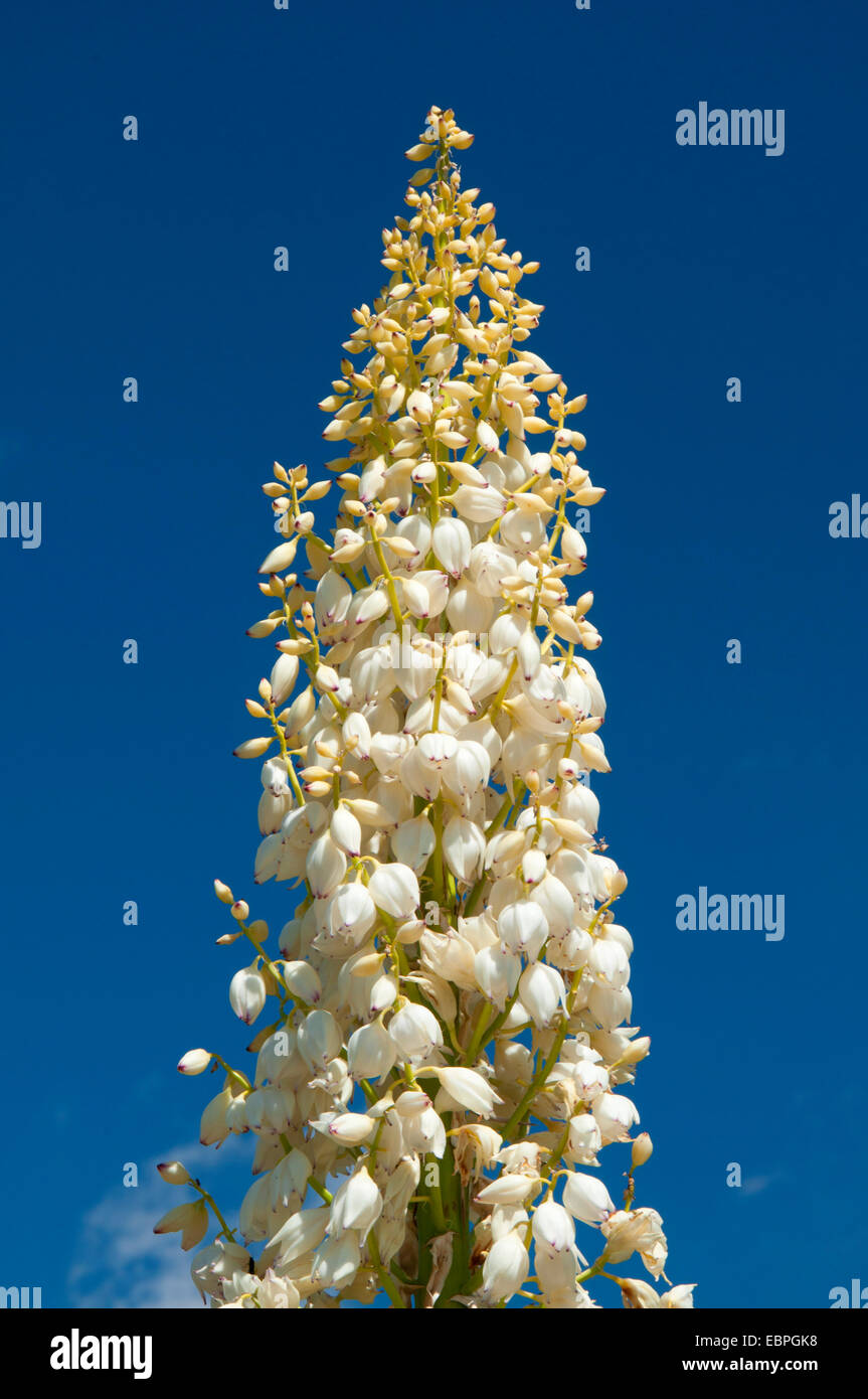 Yucca in voller Blüte, Cleveland National Forest, Kalifornien Stockfoto