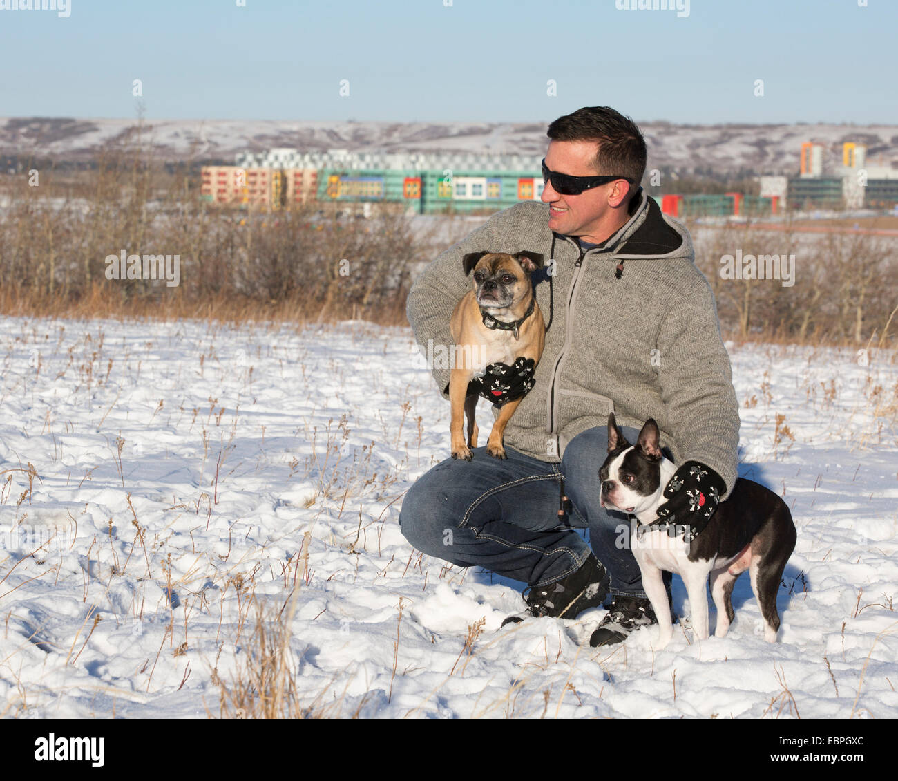 Mann mit seinen Hunden, einem Boston Terrier und einem Bugg (Kreuzung Boston Terrier und Pug), die Natur im Stadtpark genießen Stockfoto