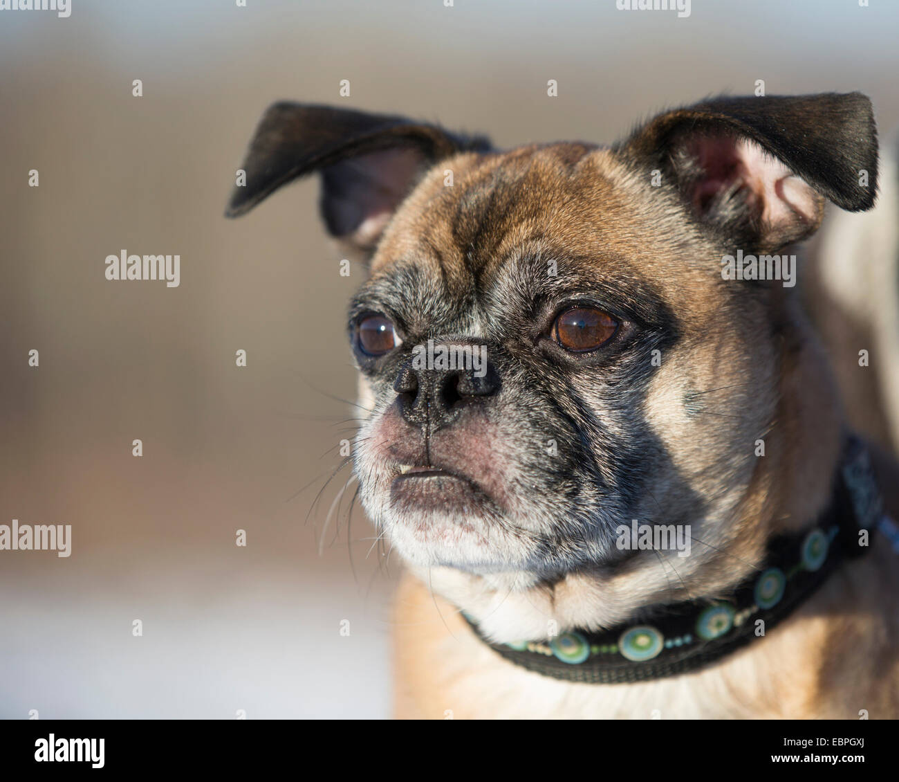Bugg - eine Kreuzung zwischen Boston Terrier und Mops Hund Stockfoto