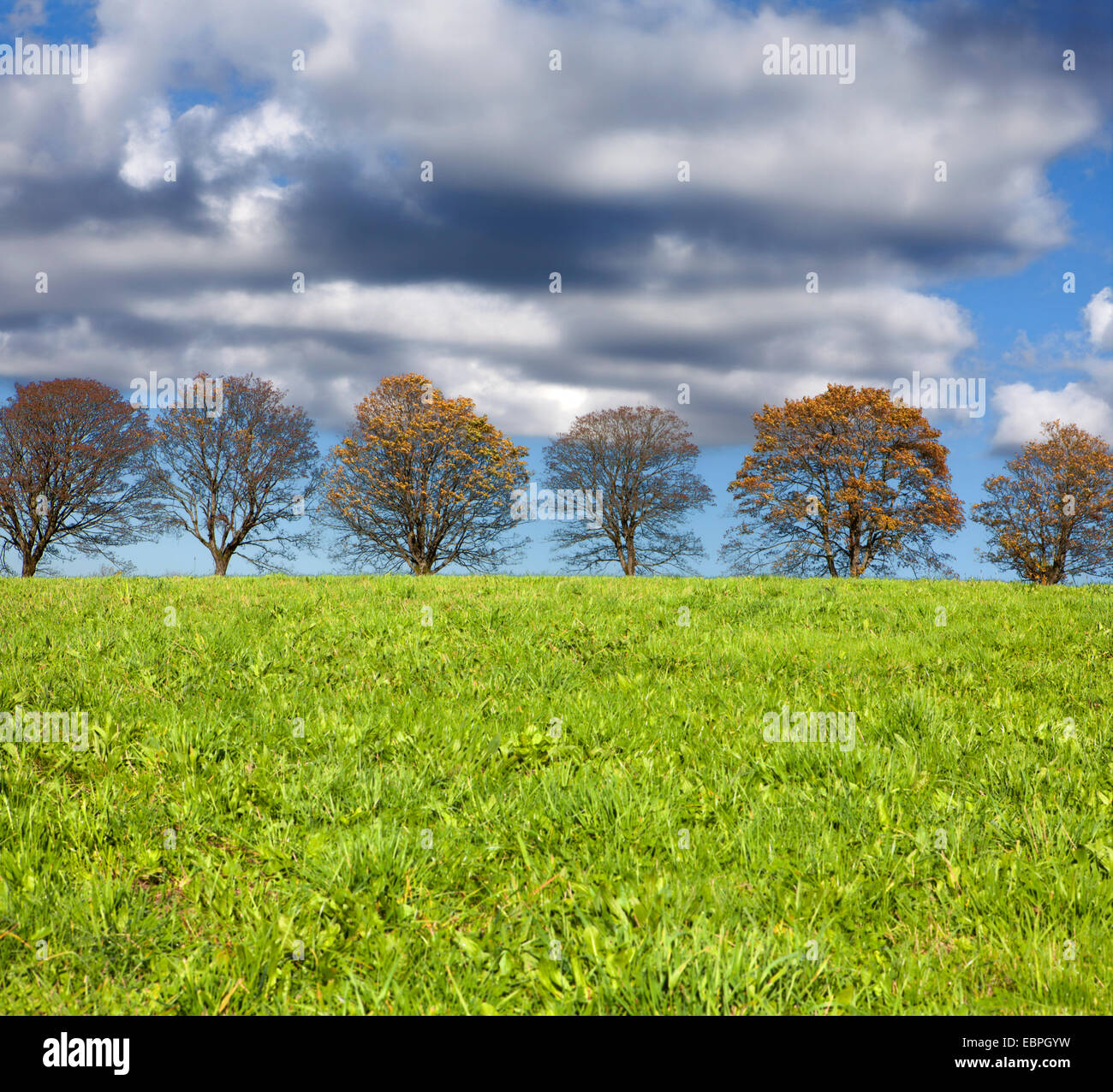 Reihe von Bäumen mit Wolken, Meinerzhagen, Nordrhein-Westfalen, Deutschland, Europa Stockfoto