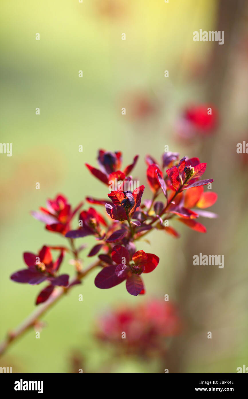 Roter Zweig auf unscharfen Hintergrund, Natur Stockfoto