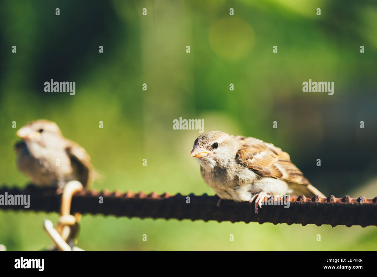 Junger Vogel Nestling Haussperling Chick Baby gelben Schnabel Passer Domesticus) auf Zaun sitzen Stockfoto