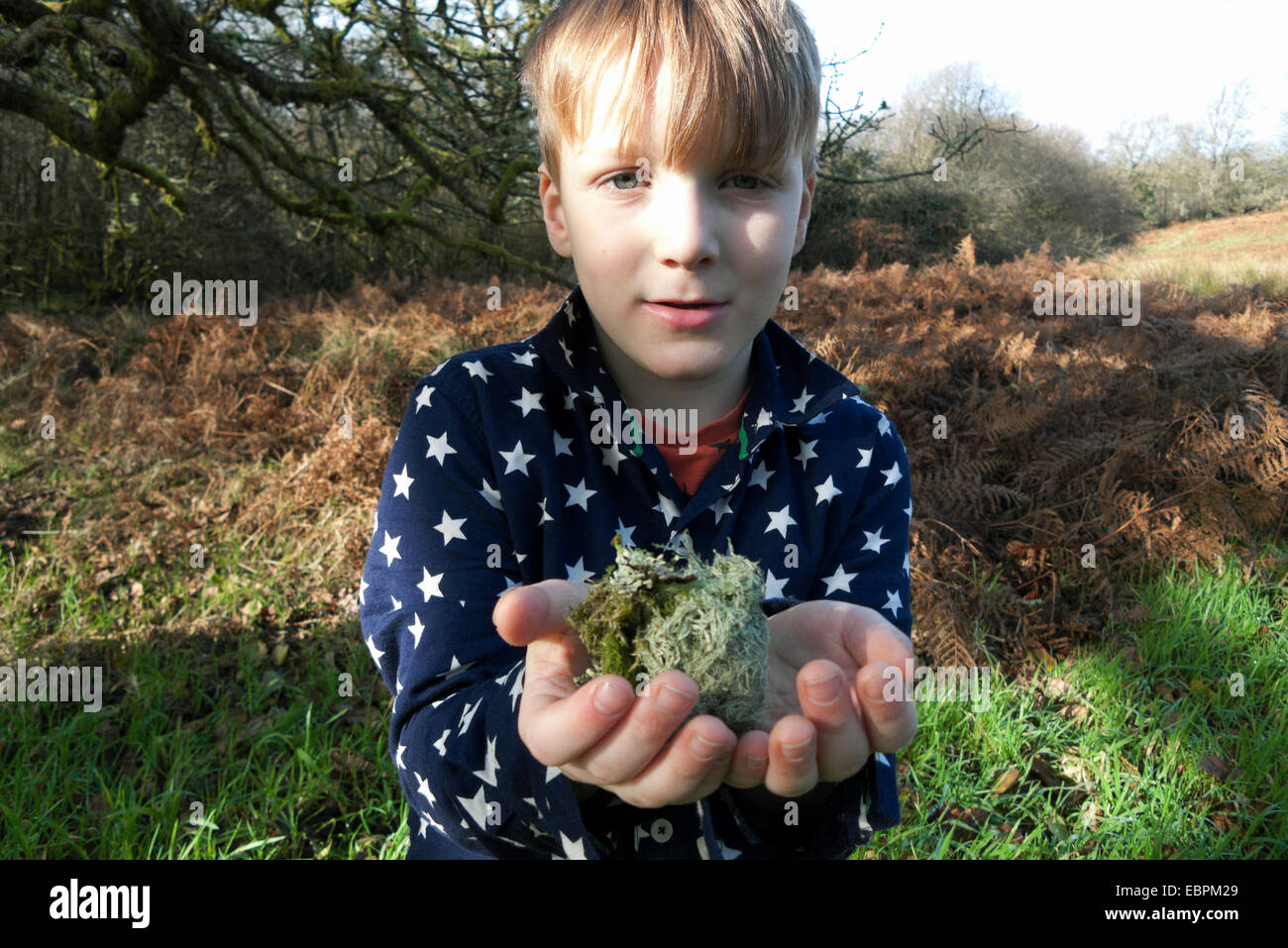 Junge hält sich Flechten in seinen Händen aus einer Eiche im ländlichen Carmarthenshire Wales UK KATHY DEWITT draußen spielen Stockfoto