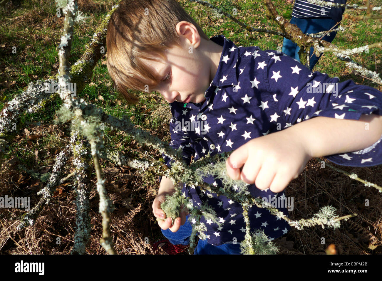 Der Junge sammelt Ramalina farinacea Flechten aus einem Eichenzweig Kinder Natur draußen im Herbst ländlichen Carmarthenshire Wales Großbritannien KATHY DEWITT Stockfoto