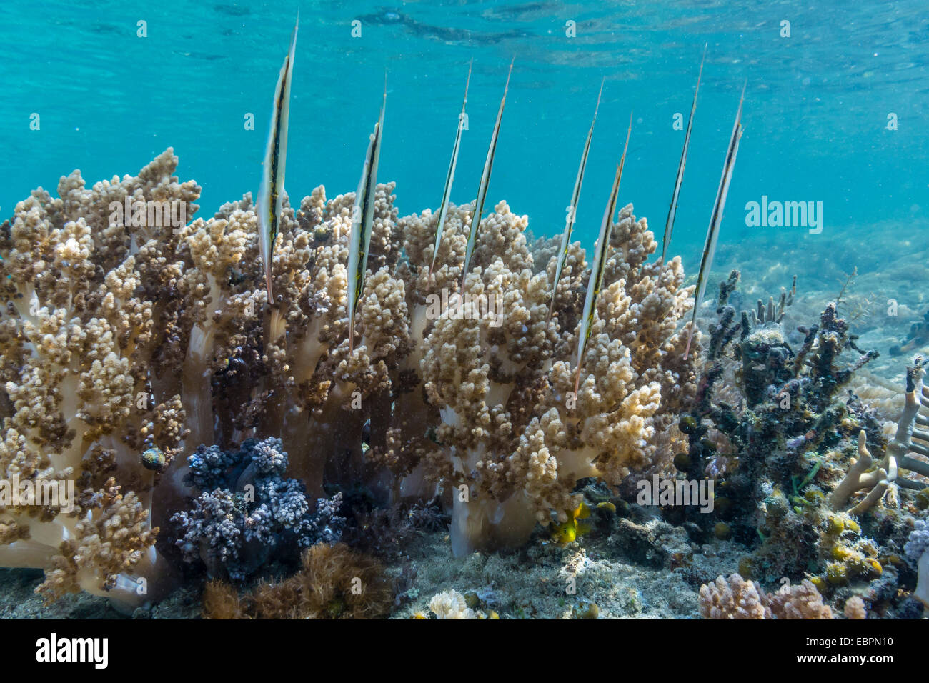 Eine Schule von Razorfish, Riff-Kopf Haltung auf Kosten des Hauses auf Sebayur Insel, Nationalpark Komodo Island, Indonesien, Asien Stockfoto