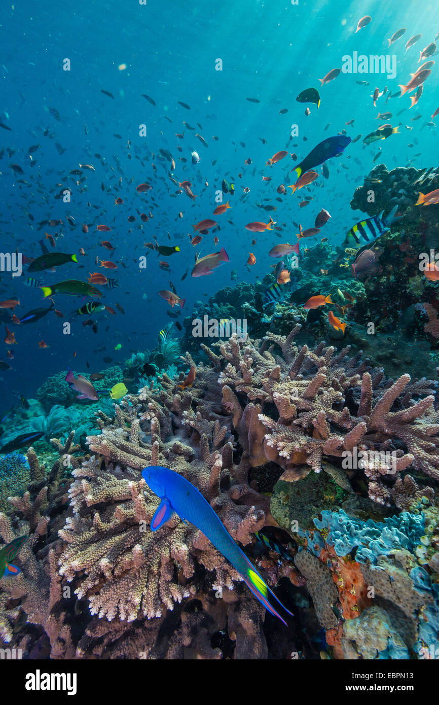 Eine Fülle von Korallen und Riff Fischen auf Batu Bolong, Nationalpark Komodo Island, Indonesien, Südostasien, Asien Stockfoto