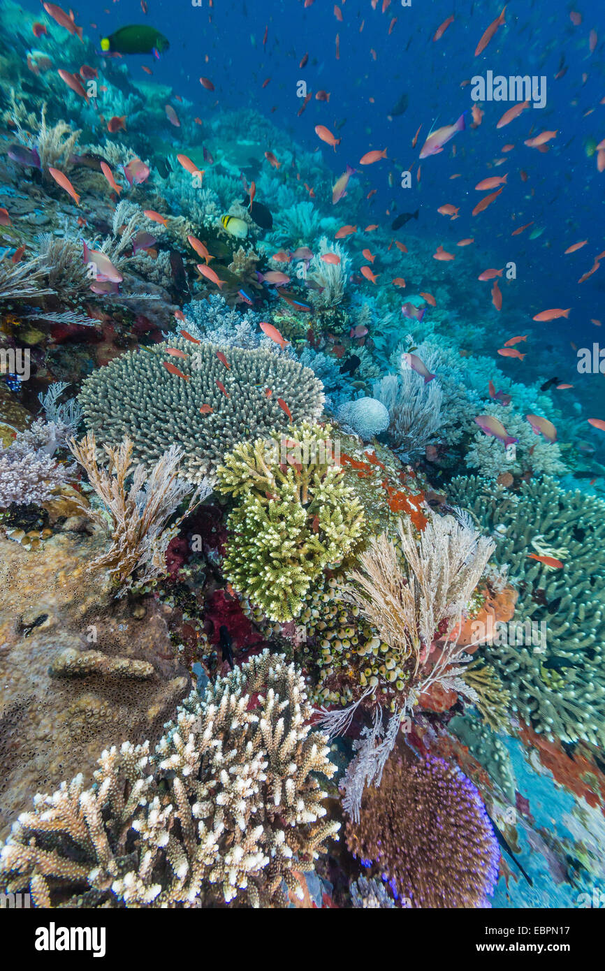 Eine Fülle von Korallen und Riff Fischen auf Batu Bolong, Nationalpark Komodo Island, Indonesien, Südostasien, Asien Stockfoto
