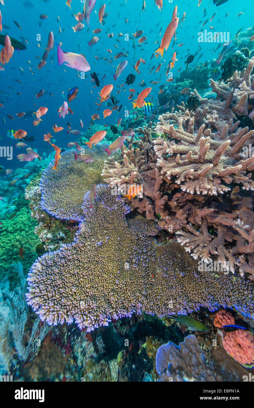 Eine Fülle von Korallen und Riff Fischen auf Batu Bolong, Nationalpark Komodo Island, Indonesien, Südostasien, Asien Stockfoto