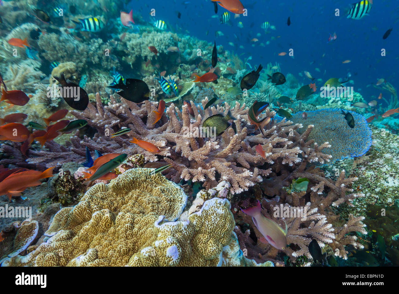 Eine Fülle von Korallen und Riff Fischen auf Batu Bolong, Nationalpark Komodo Island, Indonesien, Südostasien, Asien Stockfoto