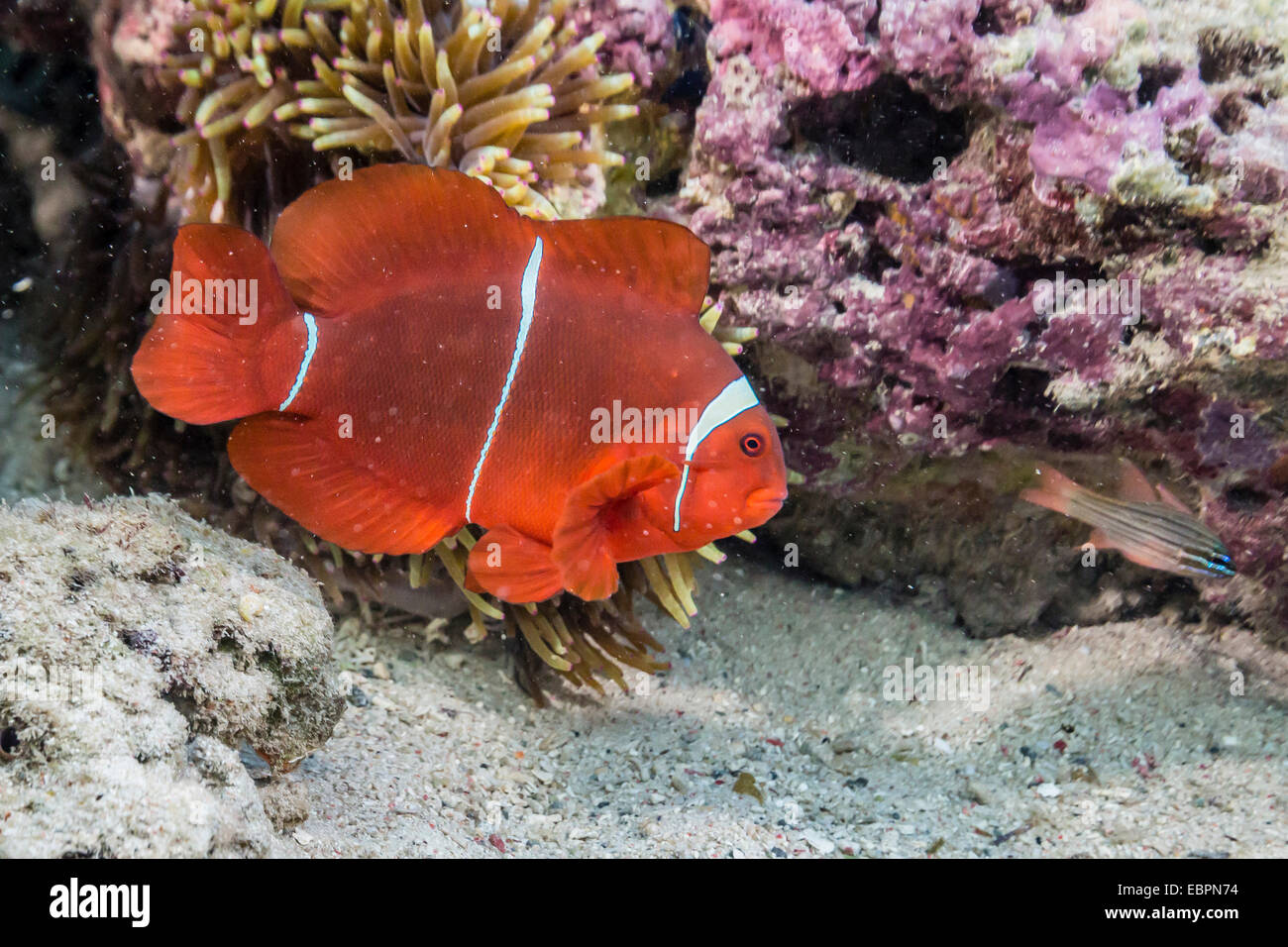 Eine Erwachsene weibliche Spinecheek Anemonenfische (Premnas Biaculeatus), Sebayur Island, Island Nationalpark Komodo, Indonesien, Asien Stockfoto