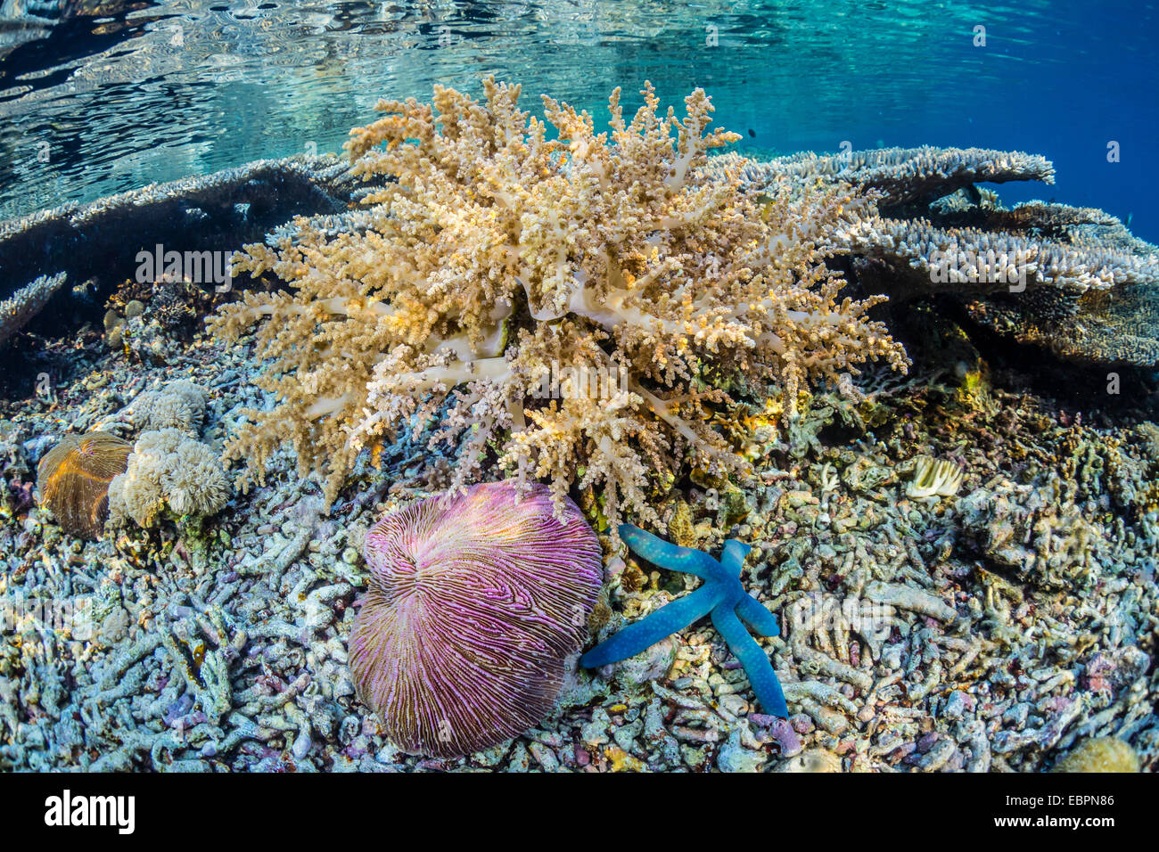 Hart- und Weichkorallen und Seestern unter Wasser auf Sebayur Insel, Nationalpark Komodo Island, Indonesien, Südostasien, Asien Stockfoto