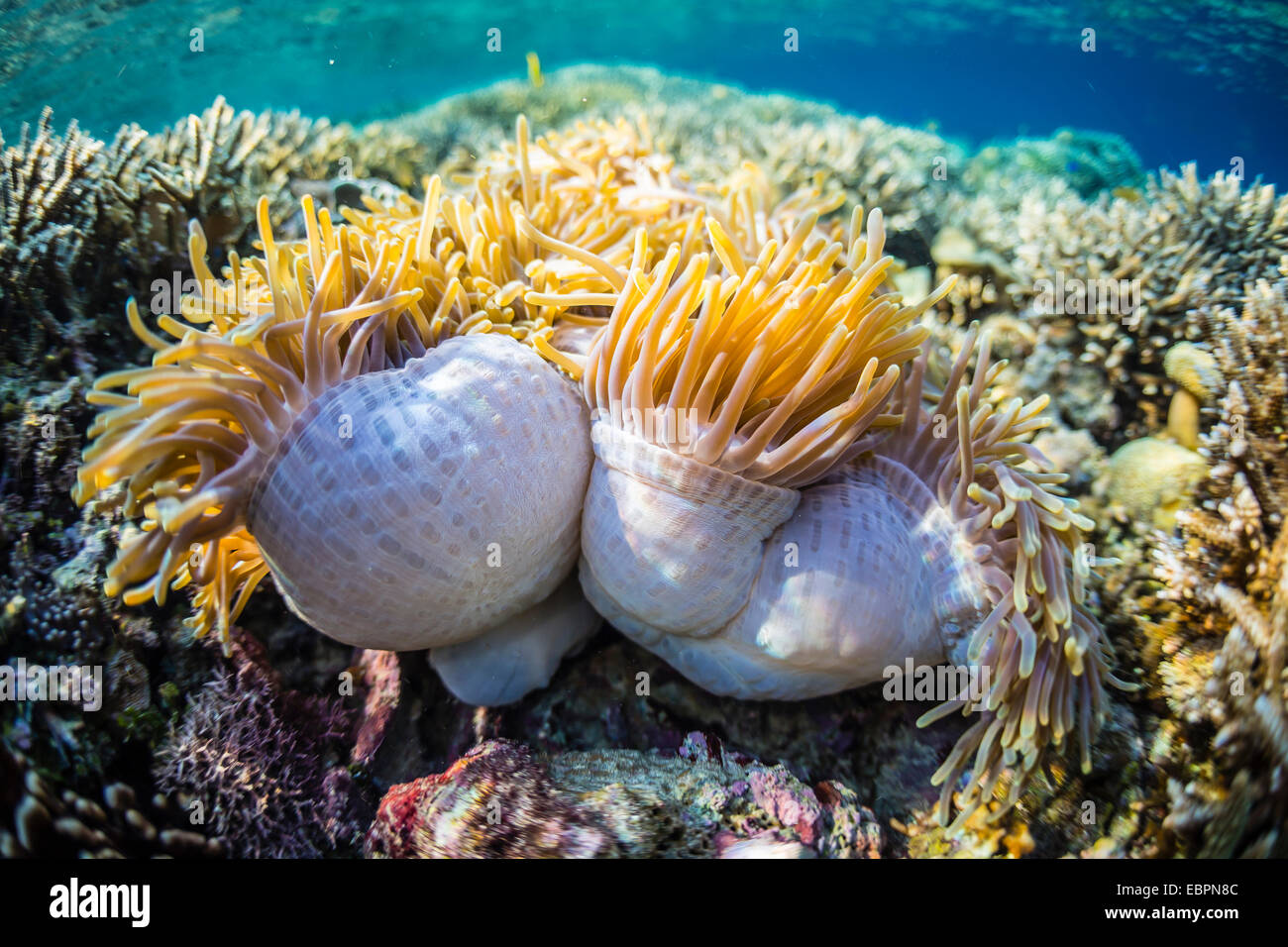 Harte und weiche Korallen und Anemonen unter Wasser auf Sebayur Insel, Nationalpark Komodo Island, Indonesien, Südostasien, Asien Stockfoto