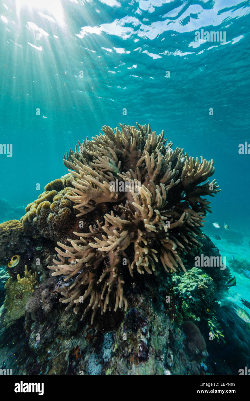 Eine Fülle von hart- und Weichkorallen Unterwasser Tengah Besar Insel Komodo Island National Park, Indonesien, Südostasien Stockfoto