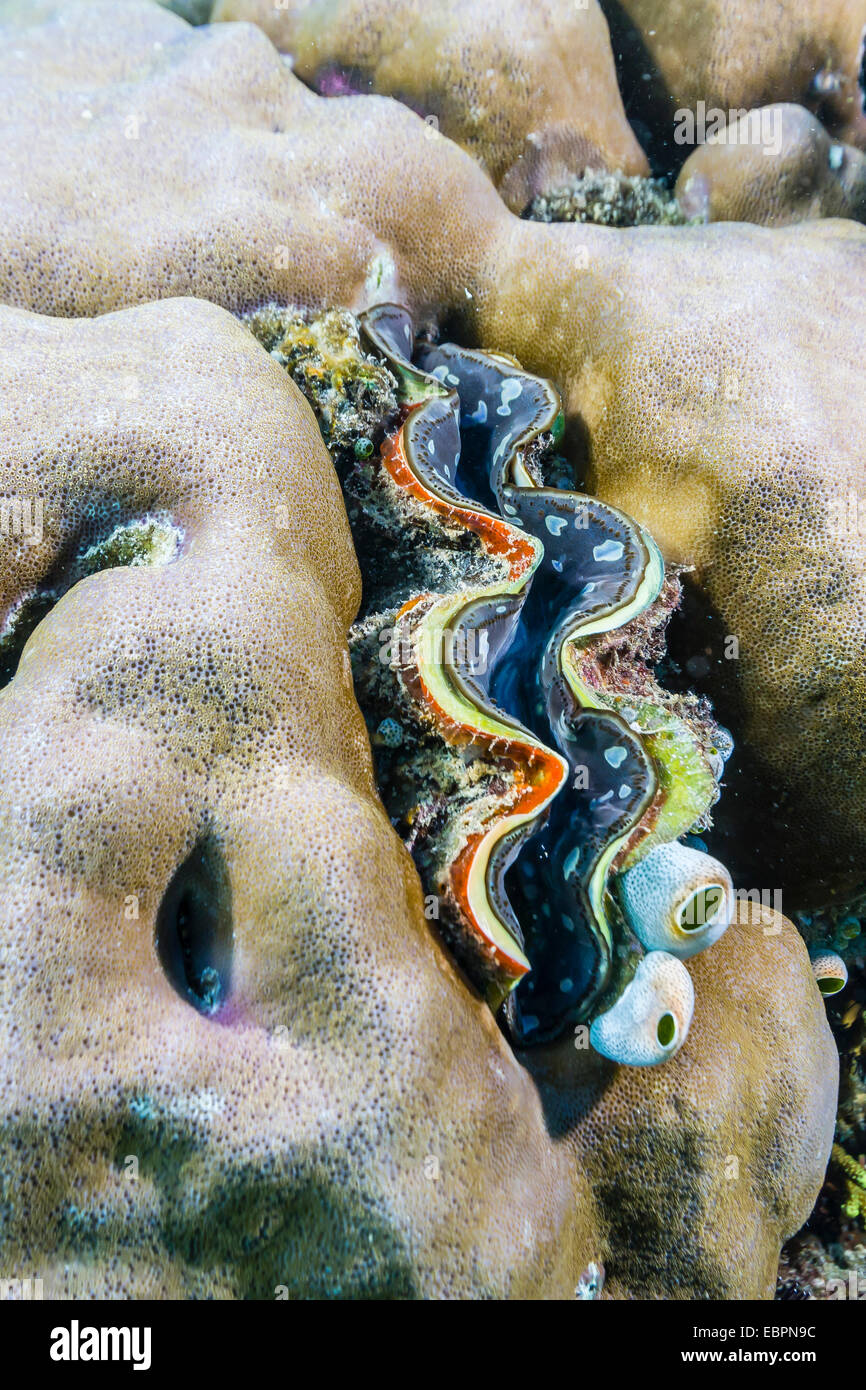 Eine Fülle von hart- und Weichkorallen mit einer Riesenmuschel Unterwasser Tengah Besar Insel Komodo Island National Park, Indonesien Stockfoto