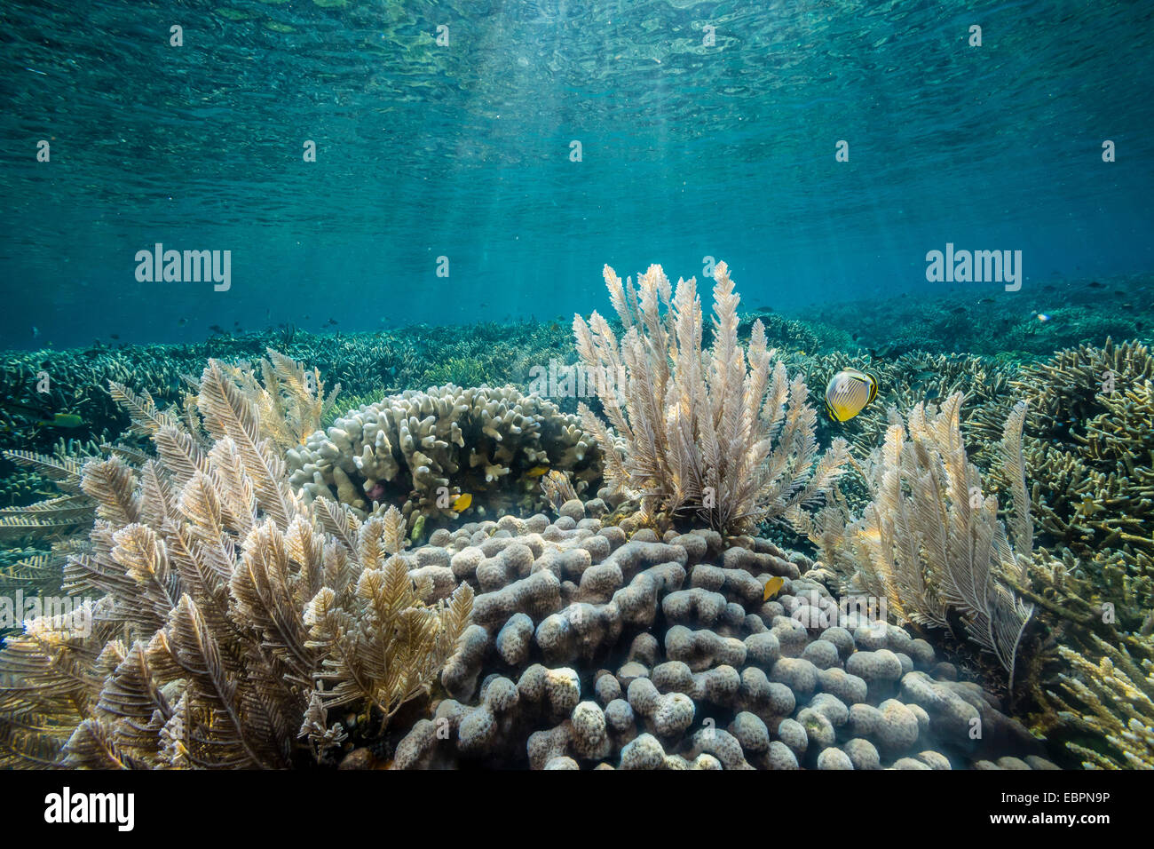Hart- und Weichkorallen und Riff Fischen unter Wasser auf Sebayur Insel, Nationalpark Komodo Island, Indonesien, Südostasien, Asien Stockfoto