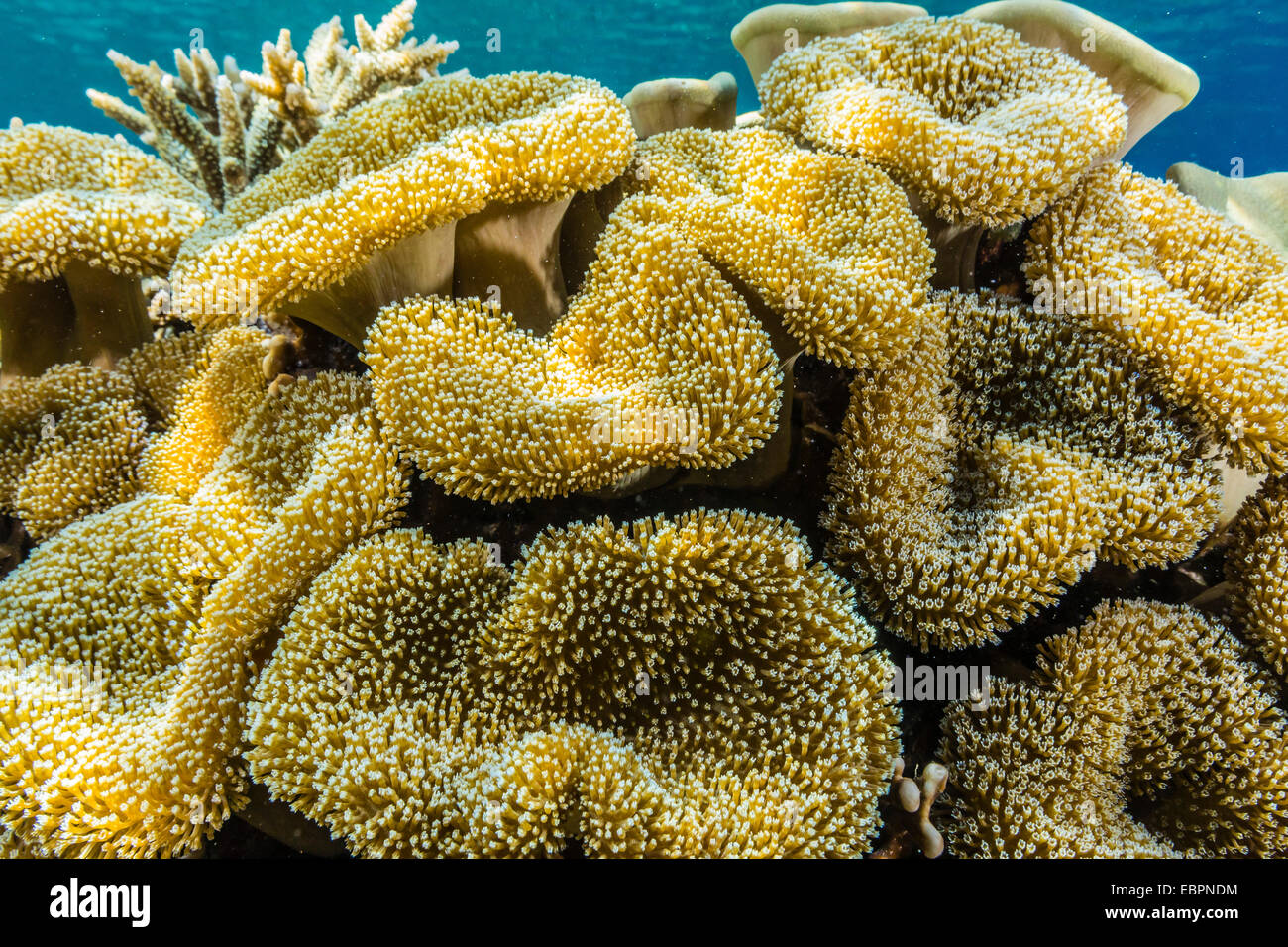 Hart- und Weichkorallen und Riff Fischen unter Wasser auf Sebayur Insel, Nationalpark Komodo Island, Indonesien, Südostasien, Asien Stockfoto