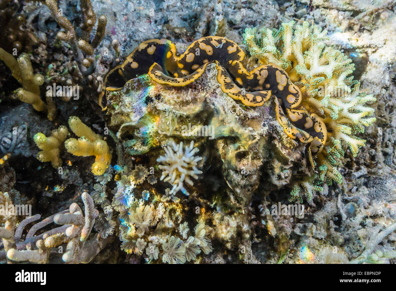 Hart- und Weichkorallen und Riesenmuschel unter Wasser auf Sebayur Insel, Nationalpark Komodo Island, Indonesien, Südostasien, Asien Stockfoto