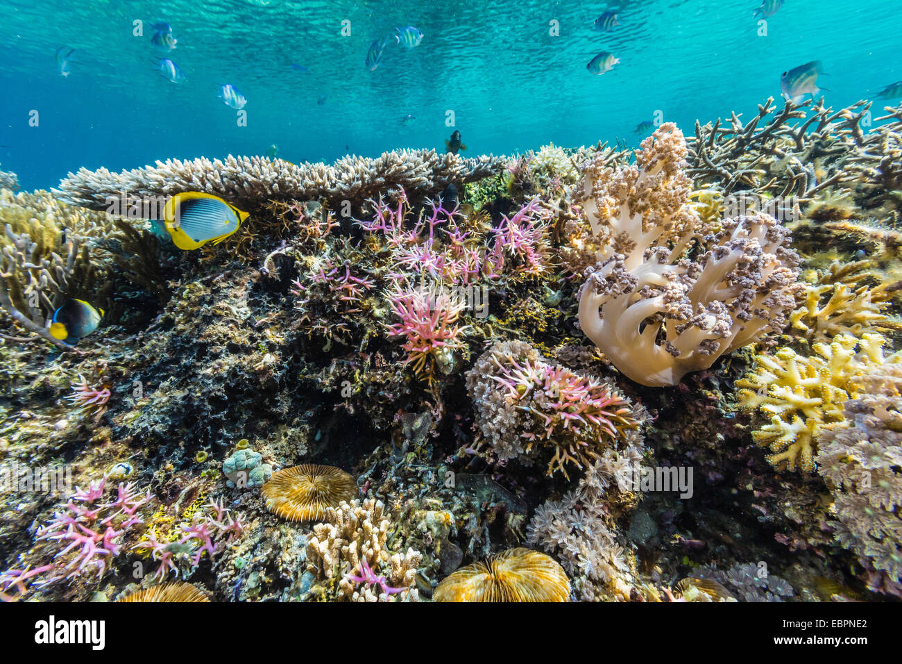 Hart- und Weichkorallen und Riff Fischen unter Wasser auf Sebayur Insel, Nationalpark Komodo Island, Indonesien, Südostasien, Asien Stockfoto