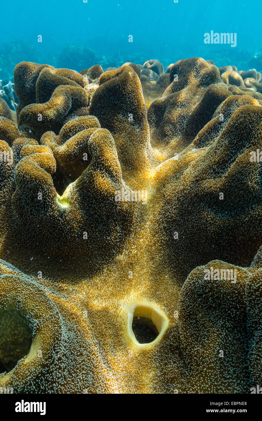 Hart- und Weichkorallen auf Unterwasser Riff auf Insel Jaco, Timorsee, Osttimor, Südostasien, Asien Stockfoto