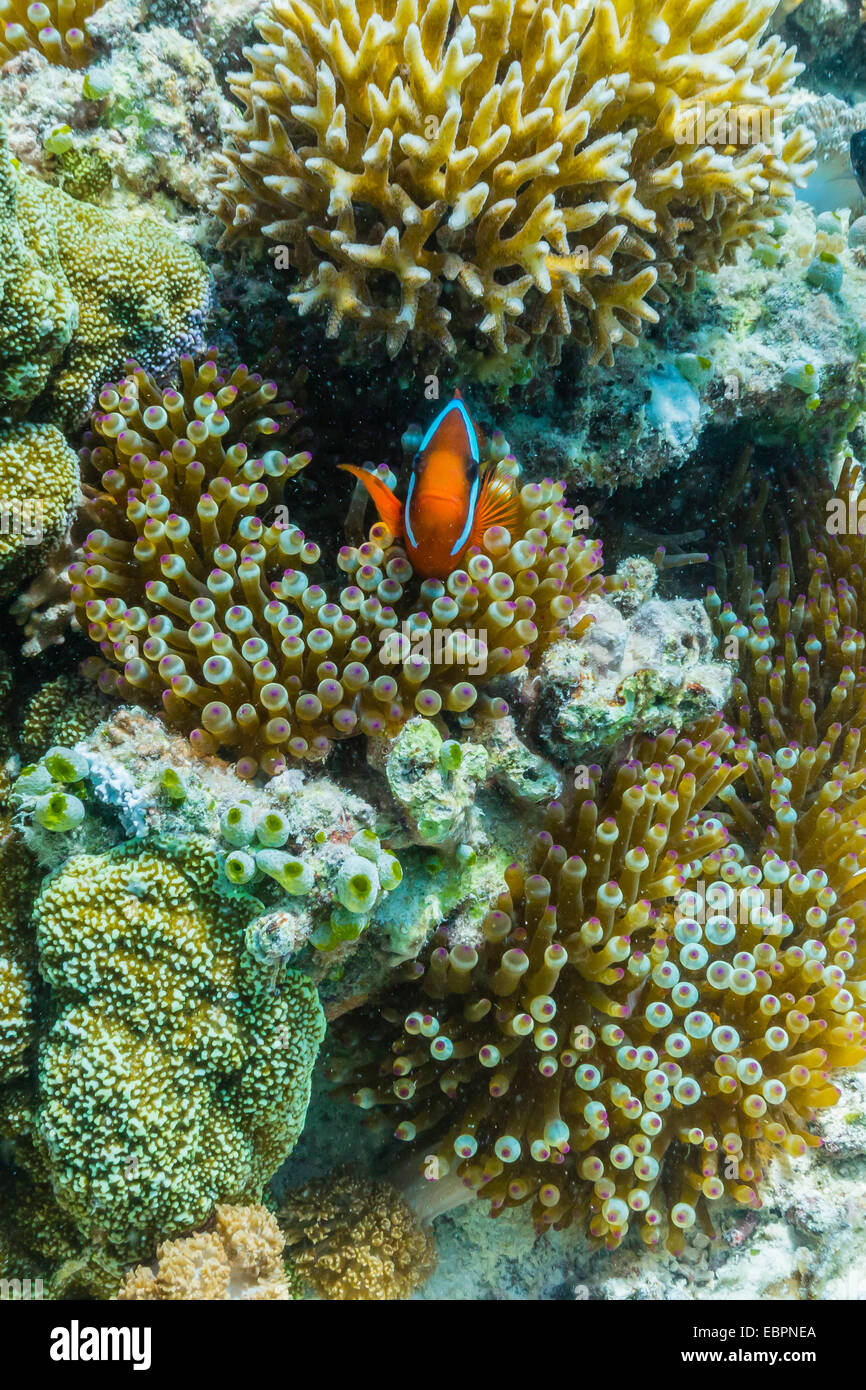 Anemonenfische im Anemone auf Unterwasser Riff auf Insel Jaco, Timorsee, Osttimor, Südostasien, Asien Stockfoto