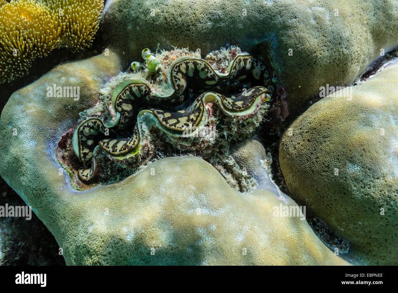 Hart- und Weichkorallen und Tridacna Muschel auf Unterwasser Riff auf Insel Jaco, Timorsee, Osttimor, Südostasien, Asien Stockfoto