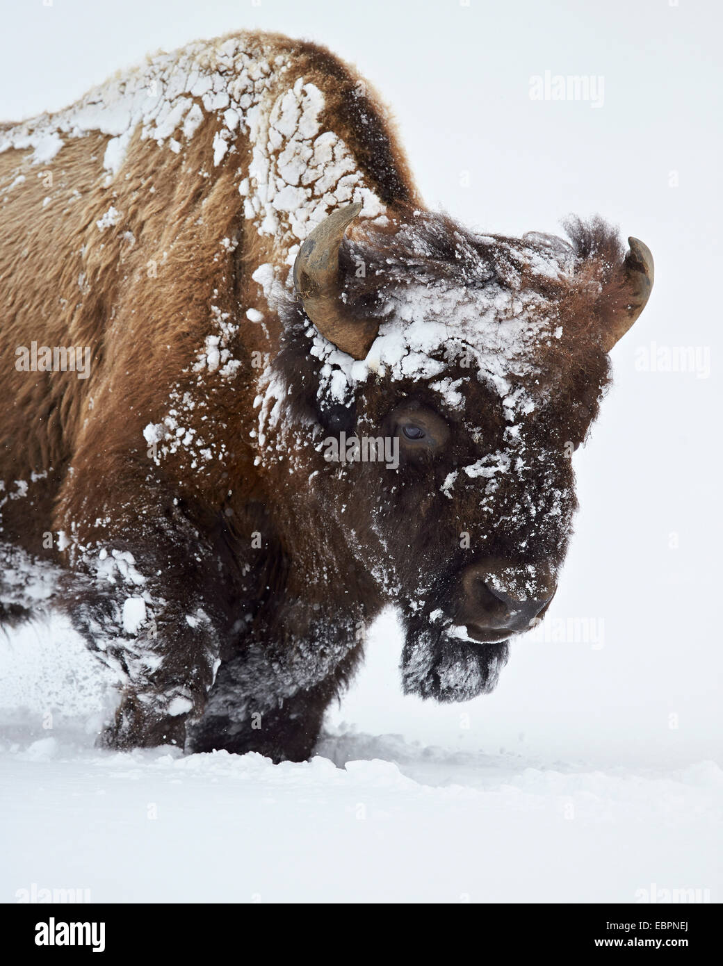 Bisons (Bison Bison) Bull bedeckt mit Schnee im Winter, Yellowstone-Nationalpark, Wyoming, Vereinigte Staaten von Amerika Stockfoto