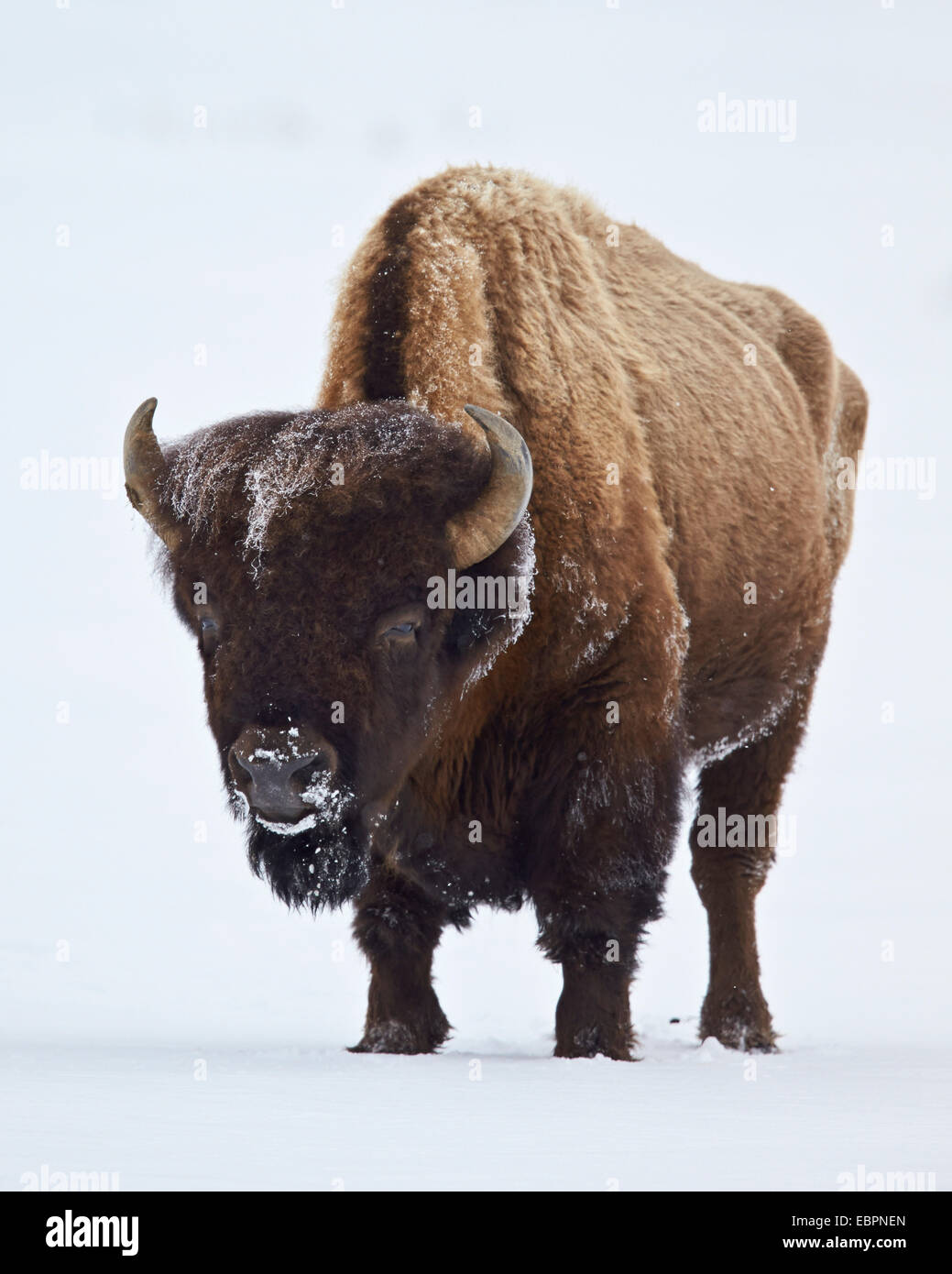 Bisons (Bison Bison) Bull bedeckt mit Frost im Winter, Yellowstone-Nationalpark, Wyoming, Vereinigte Staaten von Amerika Stockfoto