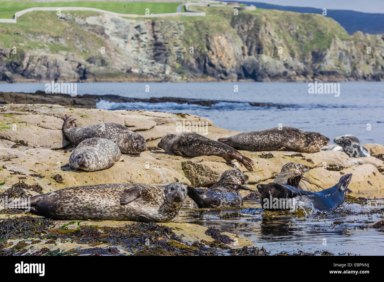 Graue Dichtungen (Kegelrobben) (Halichoerus Grypus) geschleppt, an der Küste auf der Insel Mainland, Shetland-Inseln, Schottland, Großbritannien Stockfoto
