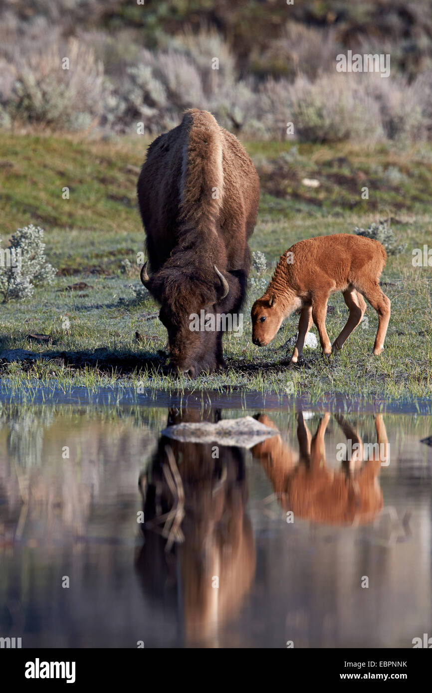 Bisons (Bison Bison) Kuh und Kalb, UNESCO-Weltkulturerbe, Yellowstone-Nationalpark, Wyoming, Vereinigte Staaten von Amerika Stockfoto