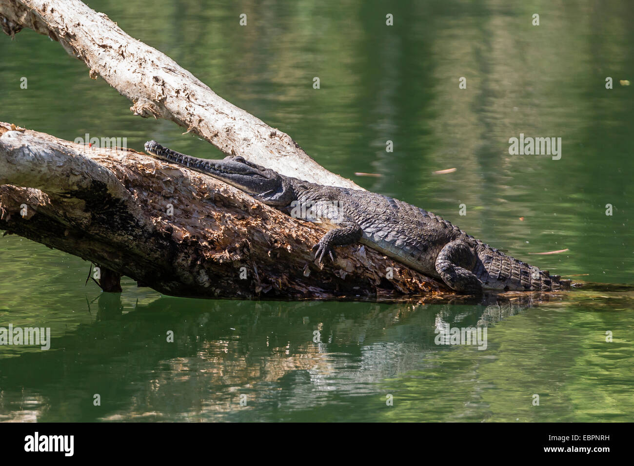 Wilde Süßwasser-Krokodil (Crocodylus Johnsoni) (Crocodylus Johnstoni), Ord River, Kimberley, Western Australia, Australien Stockfoto