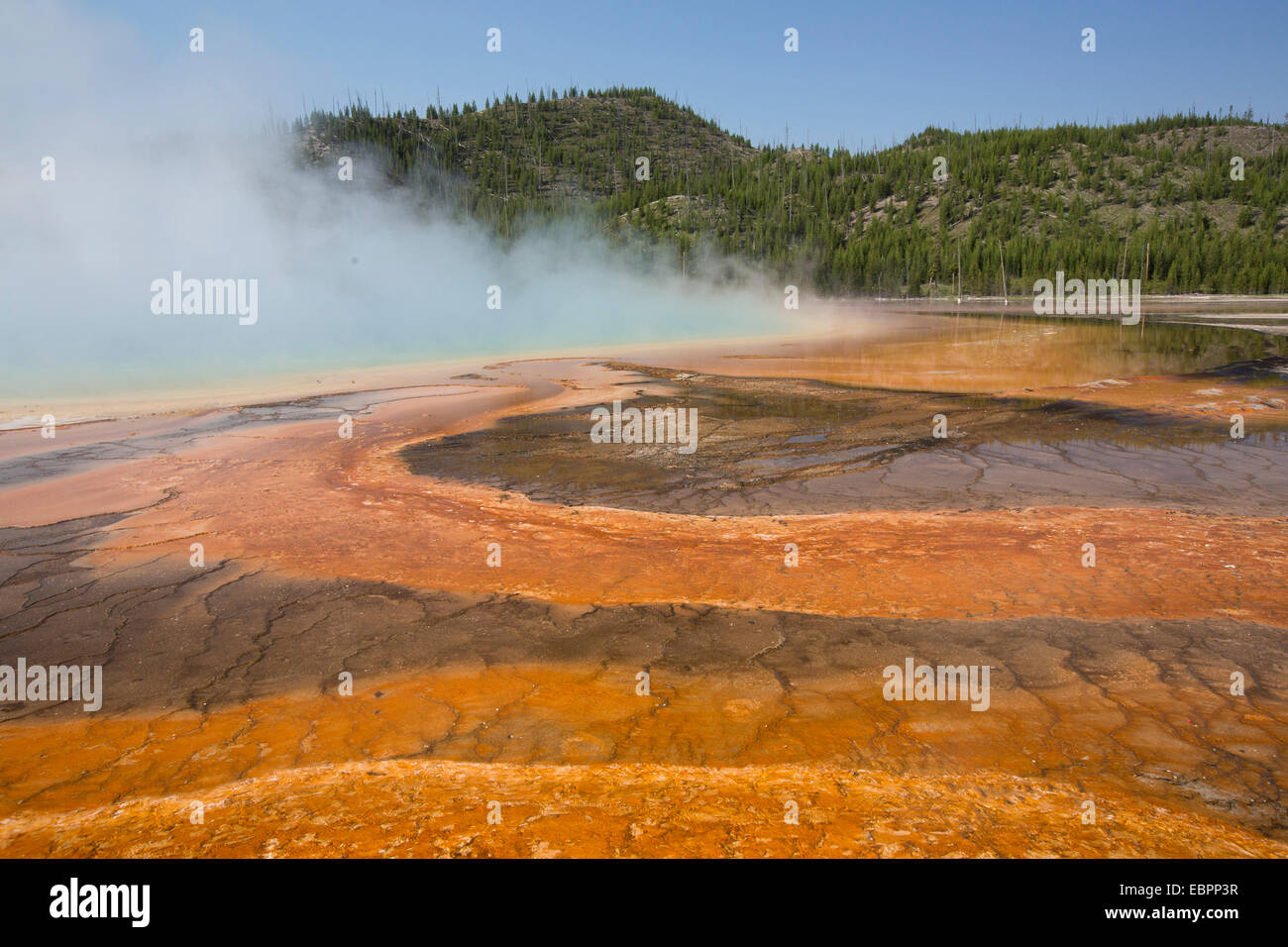 Pool-Abfluss orange Bakterien und Algen, Grand Prismatic Pool, Midway Geyser Basin, Yellowstone-Nationalpark, Wyoming, USA Stockfoto