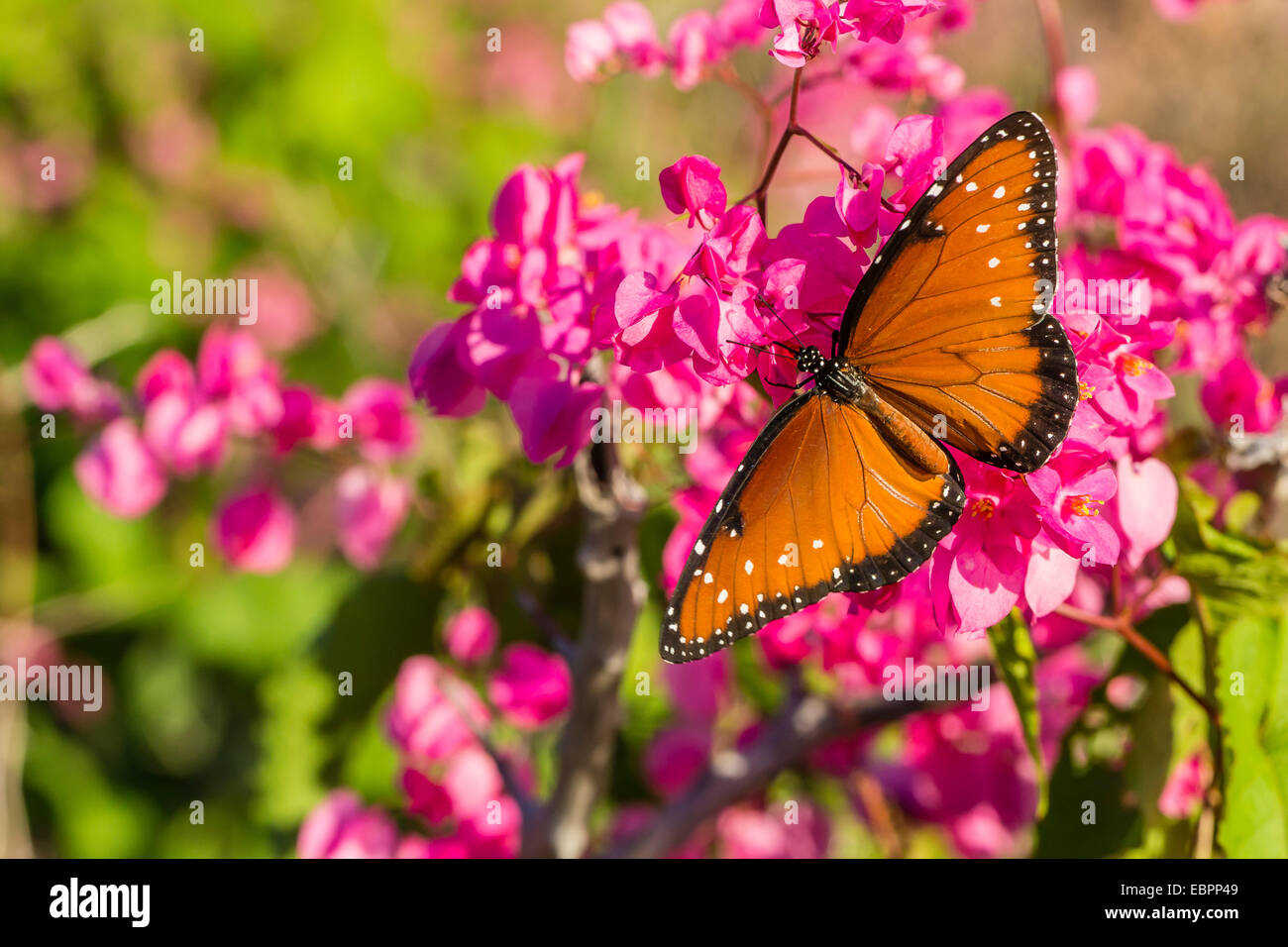 Königin-Schmetterling (Danaus Gilippus) auf der Königin Kranz (Antigonon Leptopus), Himalaya-Strand, Sonora, Mexiko, Nordamerika Stockfoto