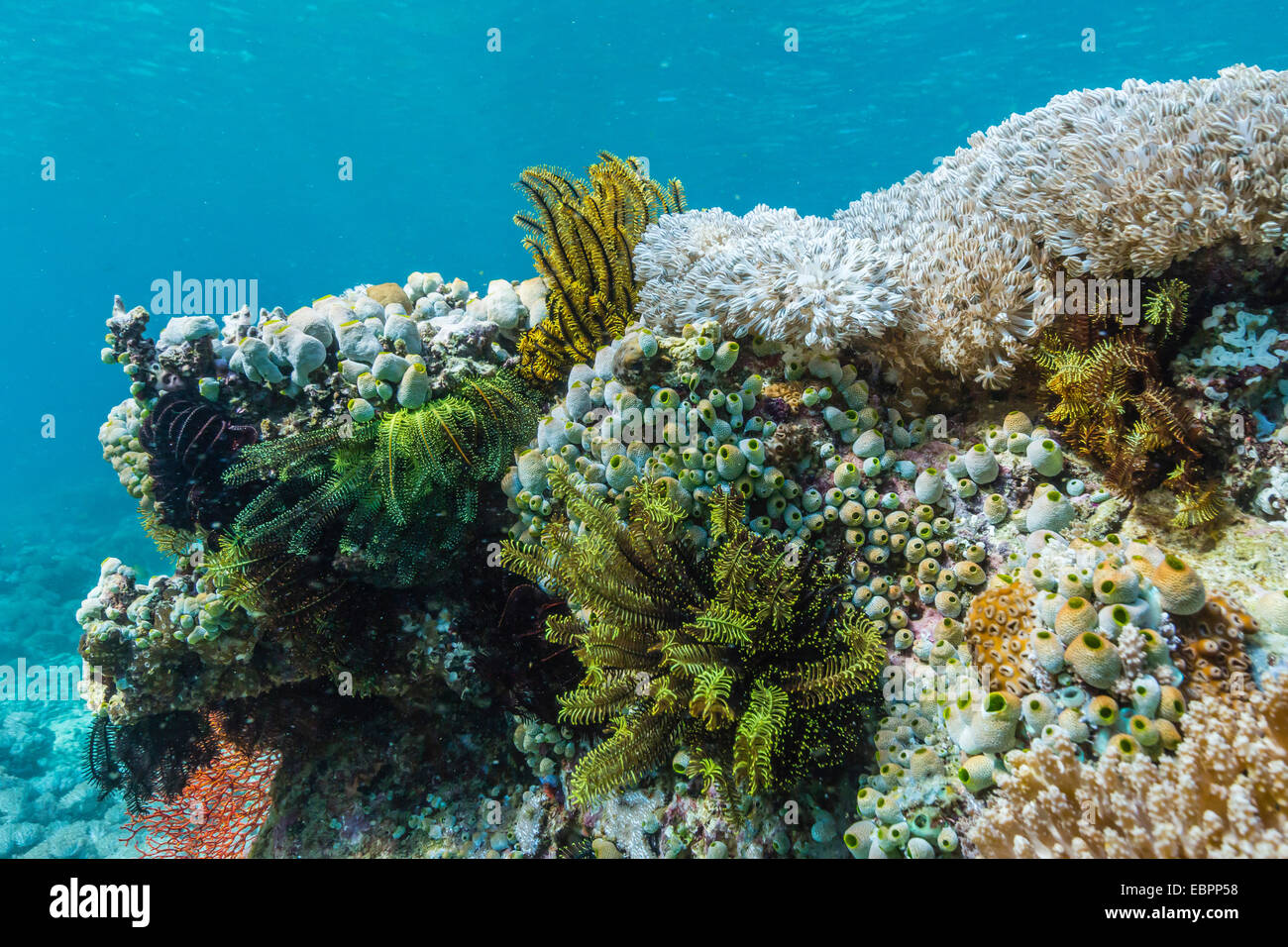 Unterwasser Riffsystem auf rosa Sandstrand, Komodo Nationalpark, Insel Komodo, Indonesien, Südostasien, Asien Stockfoto