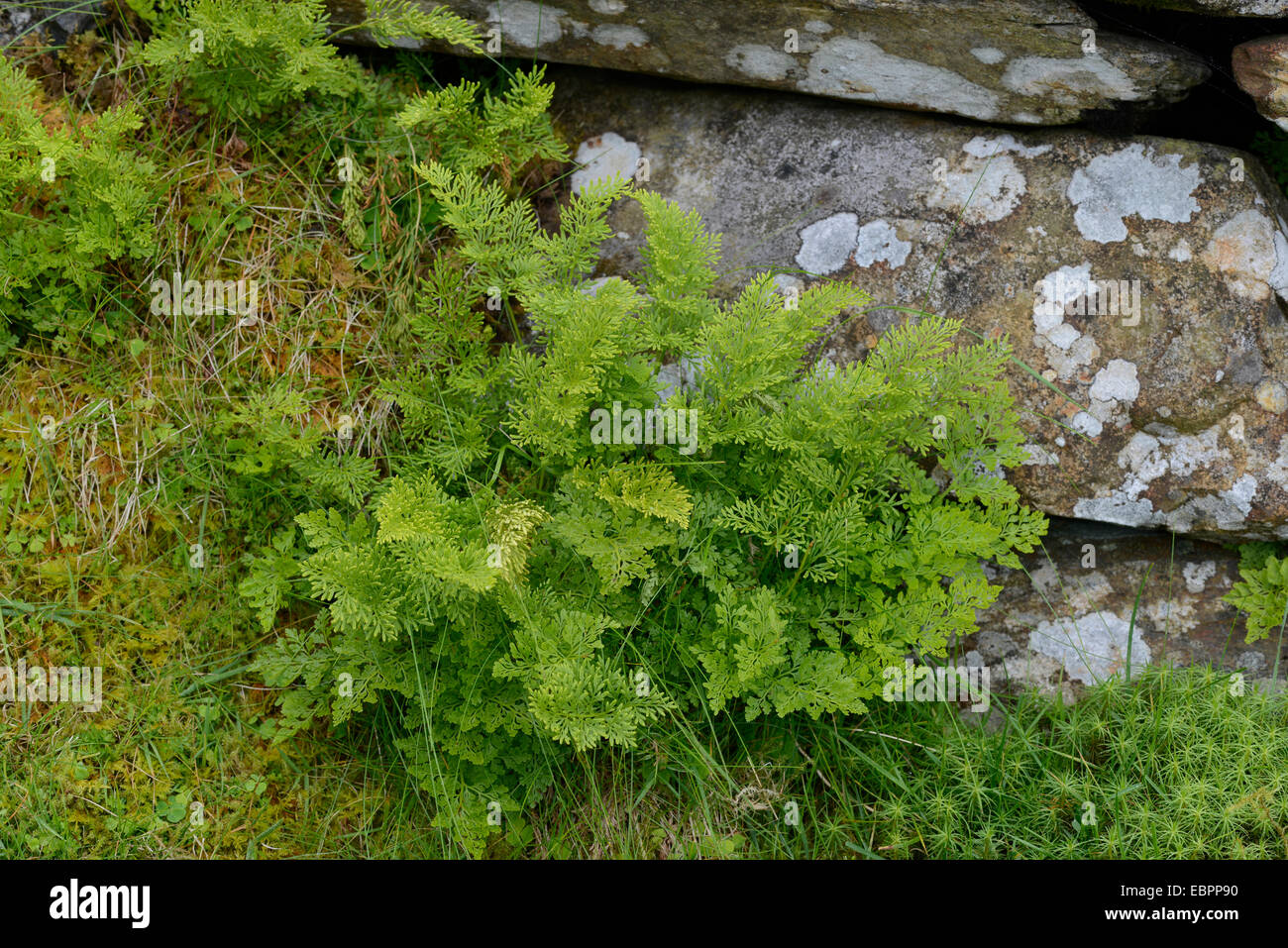 Petersilie Farn: Cryptogramma Crispa. CWM Idwal, Snowdonia, Nord-Wales Stockfoto