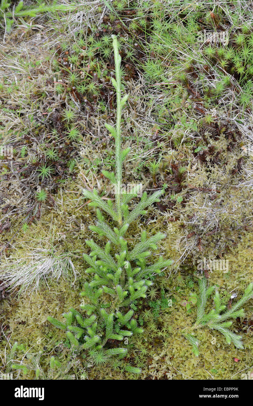 Stagshorn Clubmoss: Lycopodium Clavatum. CWM Idwal, Snowdonia, Nord-Wales. Stockfoto
