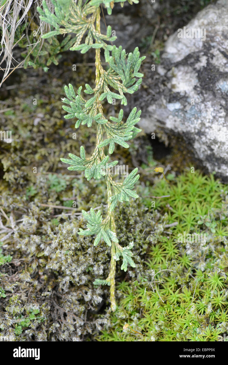 Stagshorn Clubmoss: Lycopodium Clavatum. CWM Idwal, Snowdonia, Nord-Wales. Stockfoto