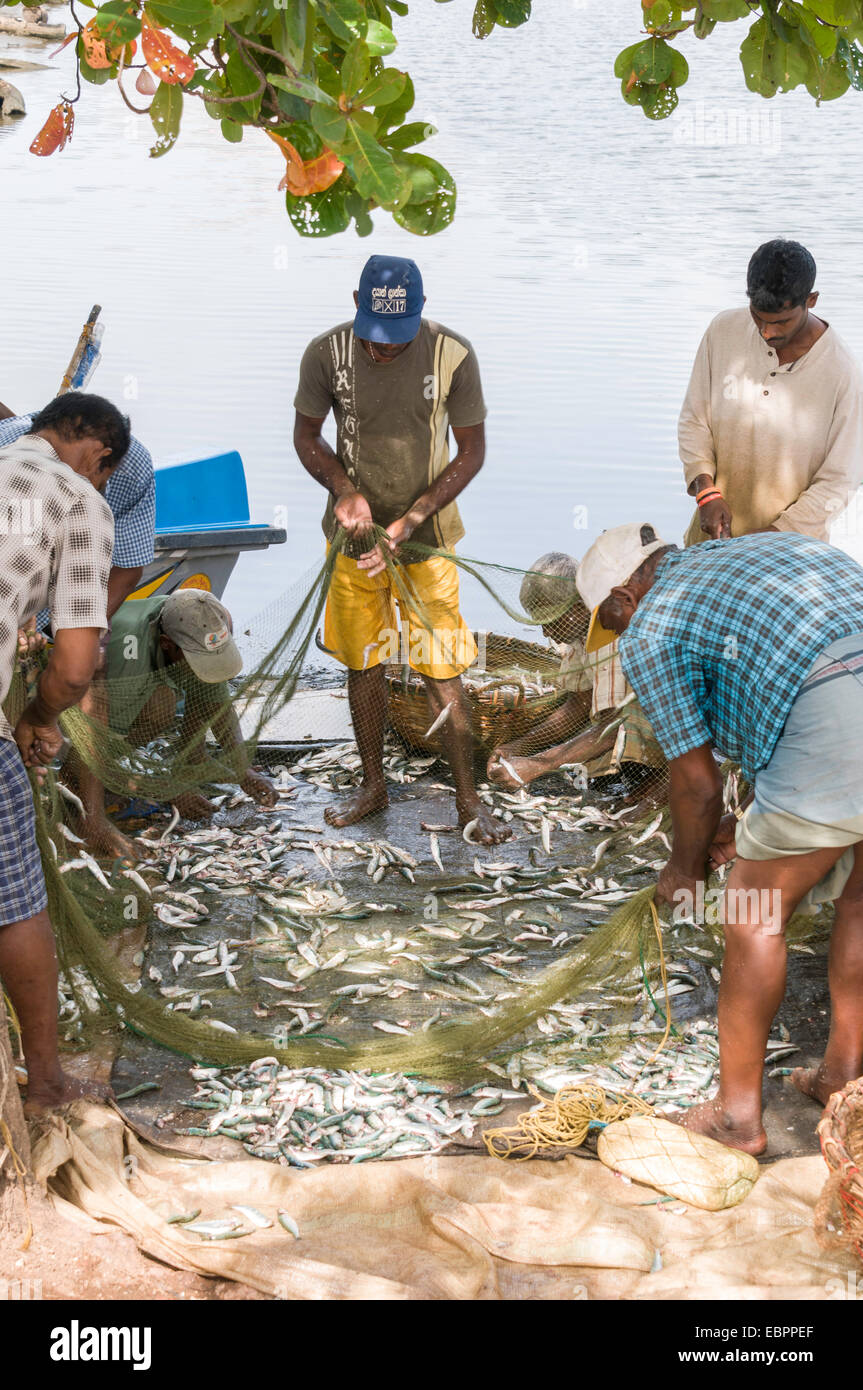 Einheimischen Sortierung durch die Fische, die sie gerade gefangen haben, in den Hafen von Negombo, Sri Lanka, Asien Stockfoto