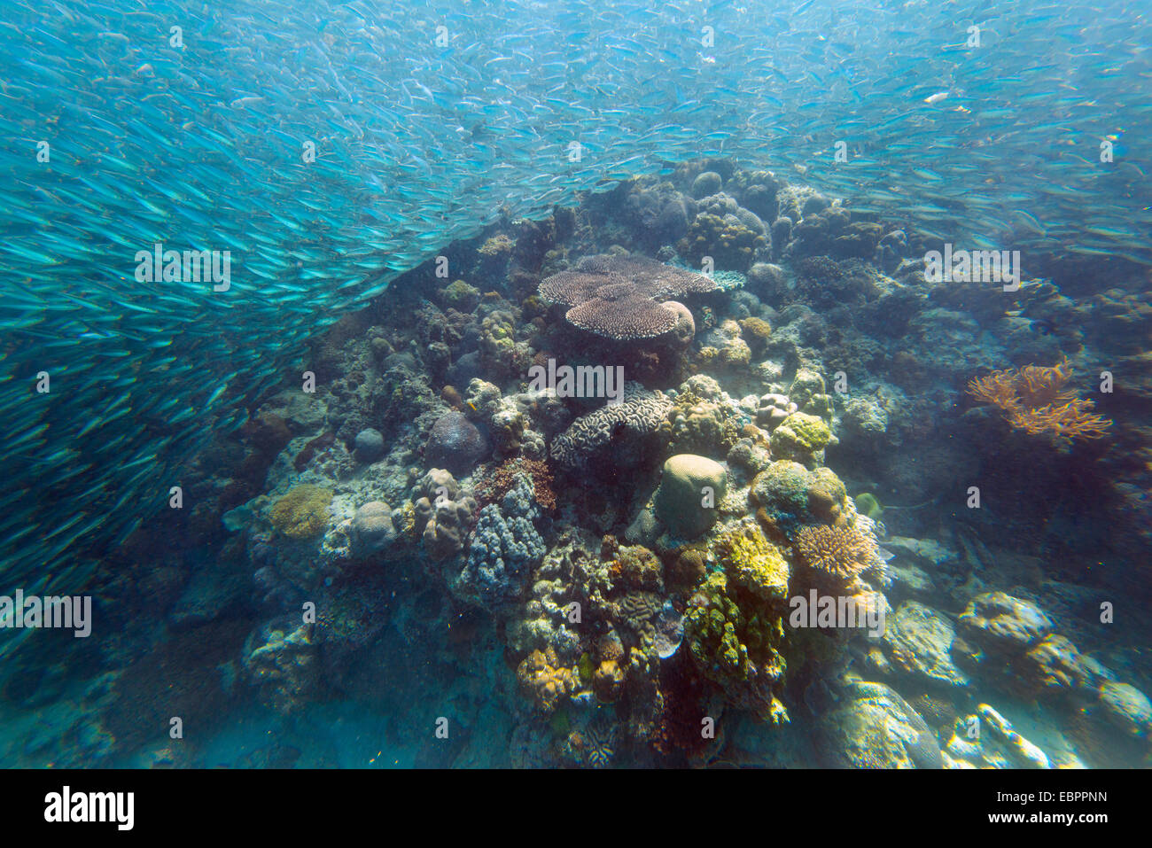 Schwarm von Sardinen, Panagsama Beach, Moalboal, Cebu, die Visayas, Philippinen, Südostasien, Asien Stockfoto
