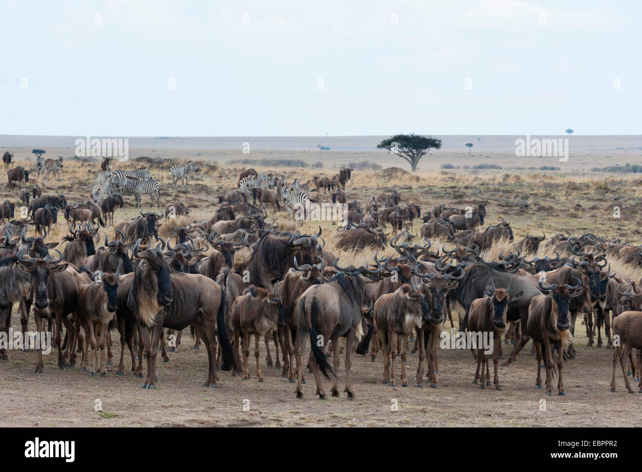 Gnus (Connochaetes Taurinus) nähert sich das Mara River, Masai Mara, Kenia, Ostafrika, Afrika Stockfoto