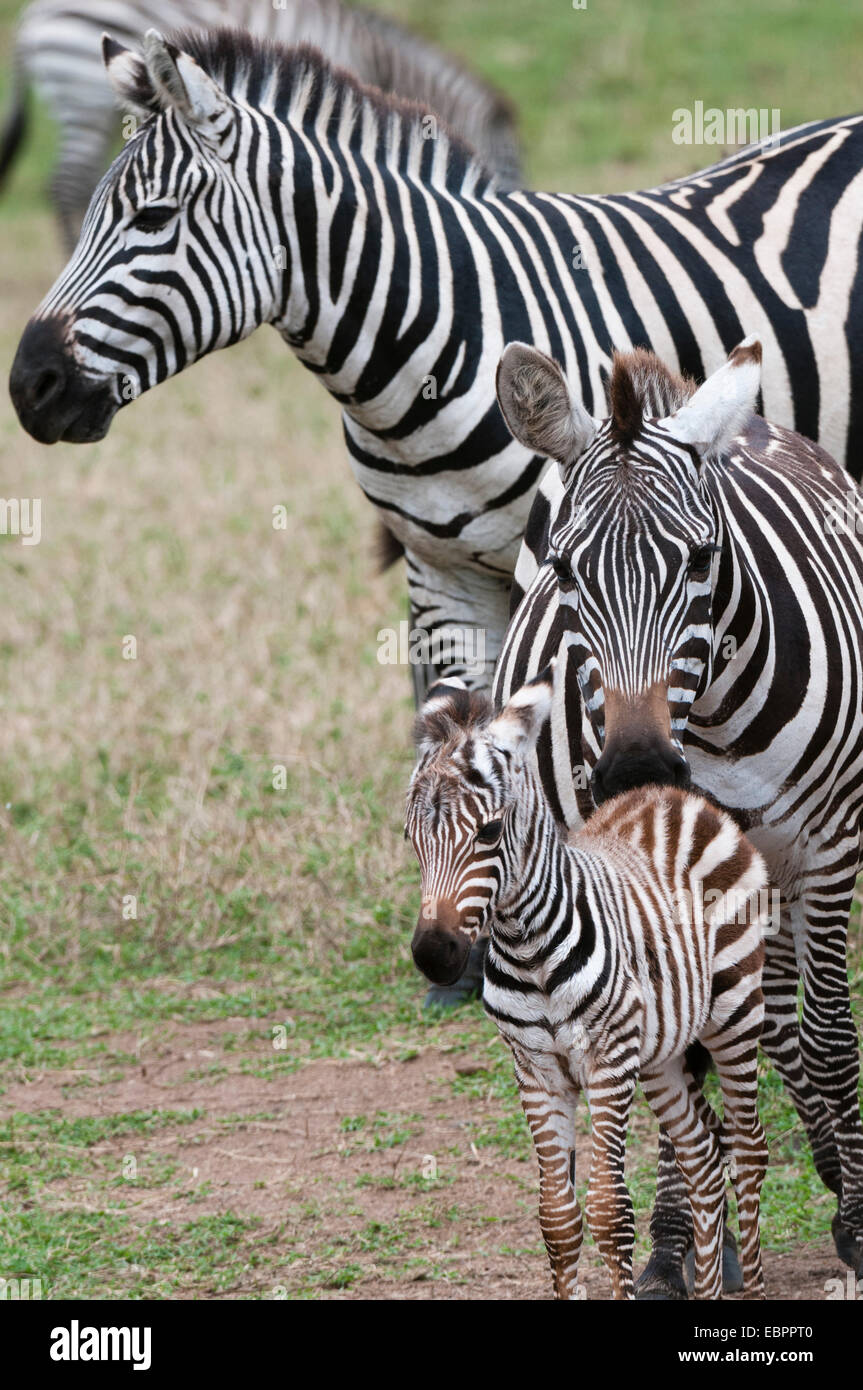 Ebenen Zebra (Equus Quagga), Masai Mara, Kenia, Ostafrika, Afrika Stockfoto