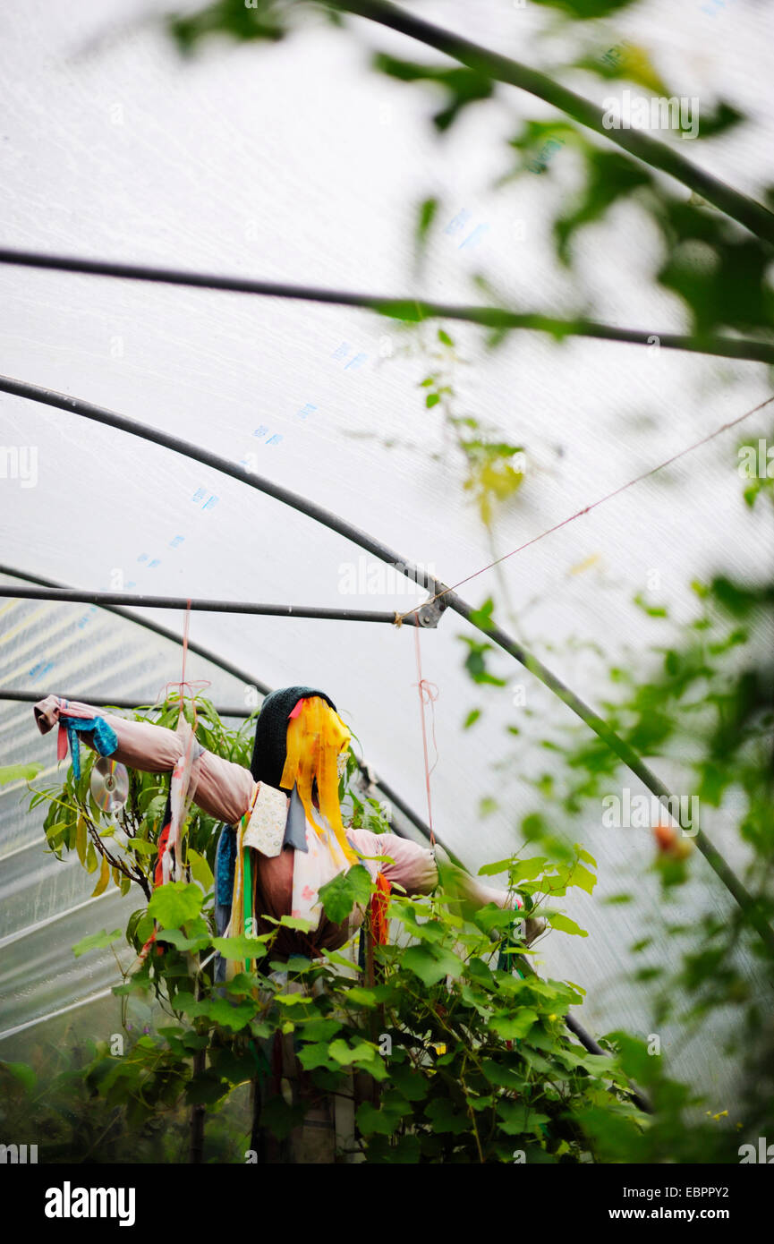 Weibliche Vogelscheuche mit farbigen Lumpen in einem Polytunnel gebunden, Wales, Großbritannien Stockfoto