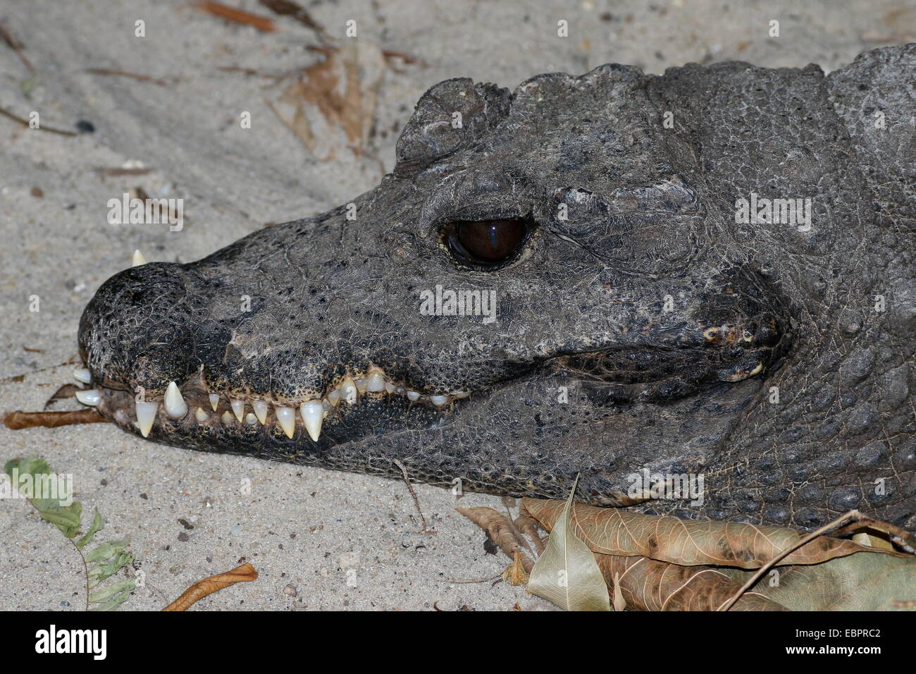 Mittelwert-auf der Suche nach West-afrikanischen Zwerg Krokodil (Osteolaemus Tetraspis, Nahaufnahme des Kopfes und der messerscharfen Zähnen Stockfoto
