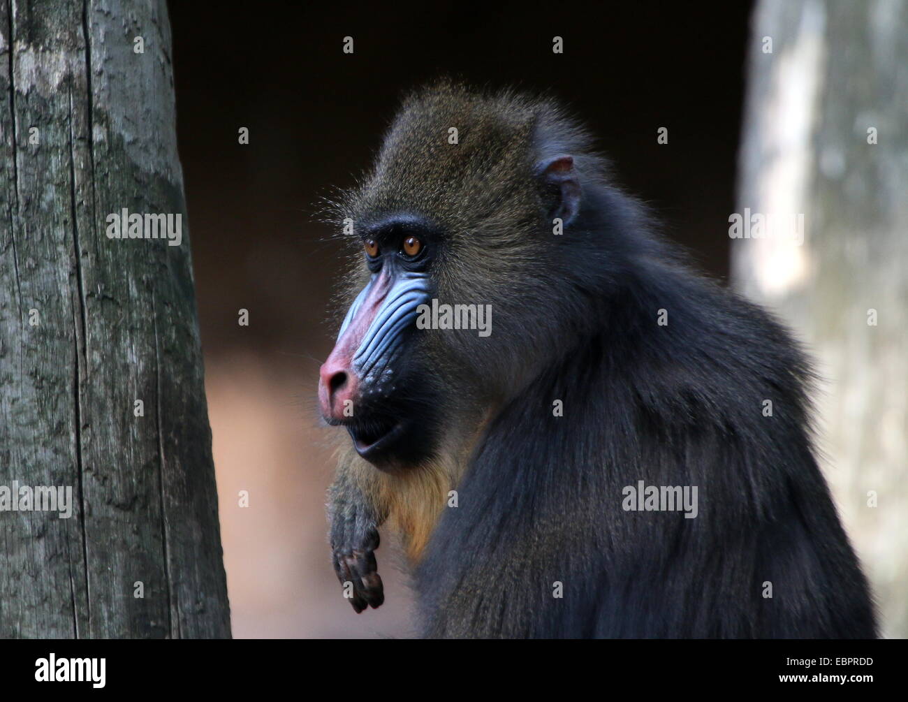 Bunte Gesicht eines Affen Mandrill (Mandrillus Sphinx), Kopf drehte, gesehen im Profil Stockfoto