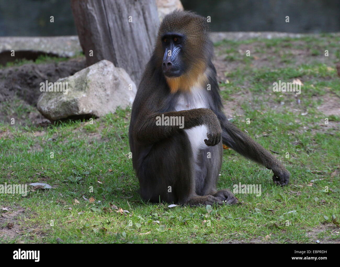 Mandrill-Affen (Mandrillus Sphinx) im Ouwehands Zoo von Rhenen, Niederlande Stockfoto