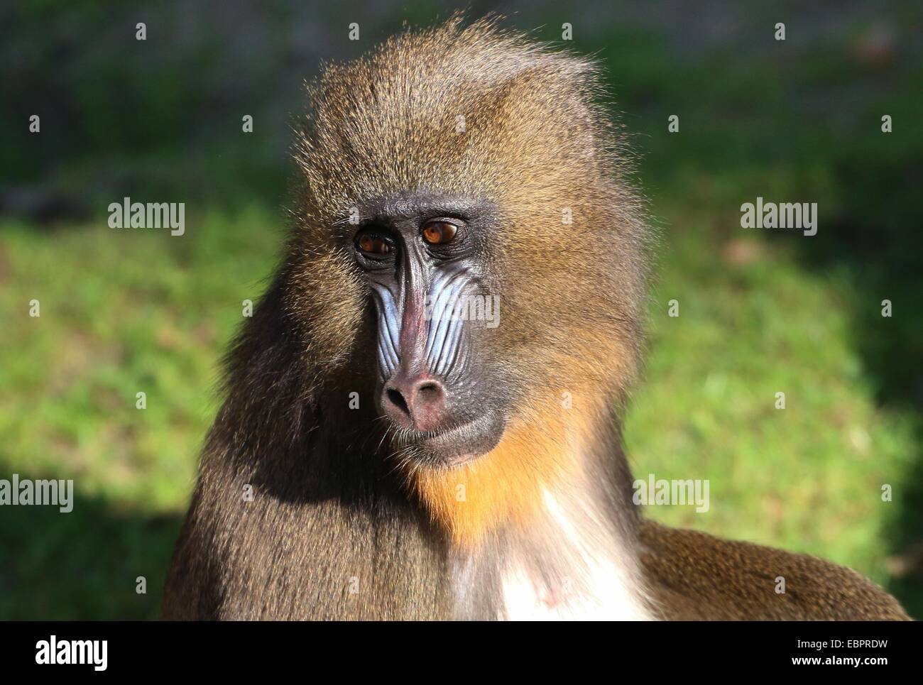 Nahaufnahme von der bunten und leicht melancholischen Gesicht eines jungen Affen der Mandrill (Mandrillus Sphinx) Stockfoto