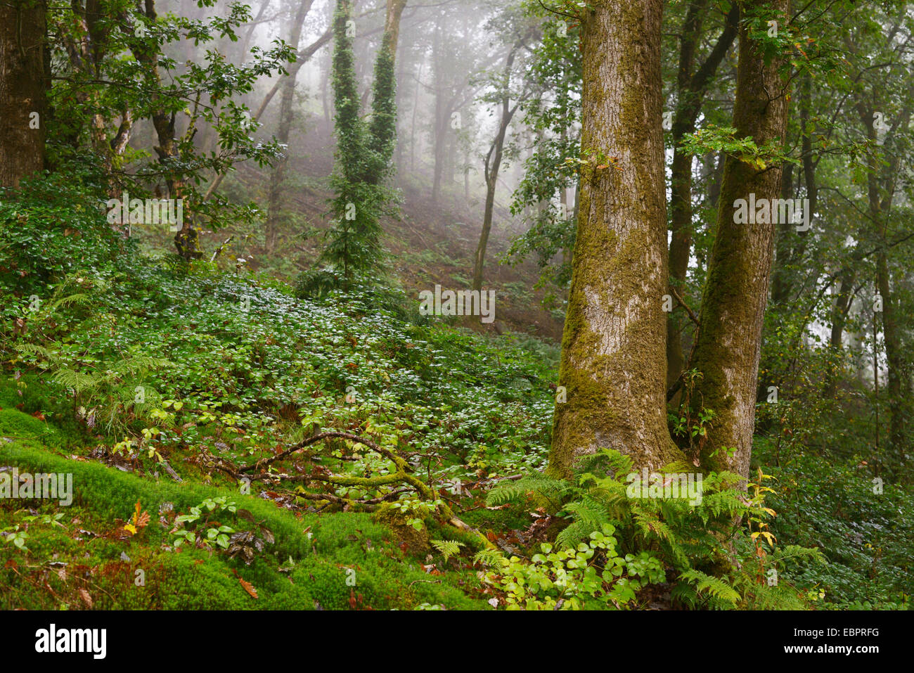 Reifen, alten Wald, der Koniferen mit keine Stelzwurzeln oder Strauch Schicht, Wales, UK gelöscht. Stockfoto